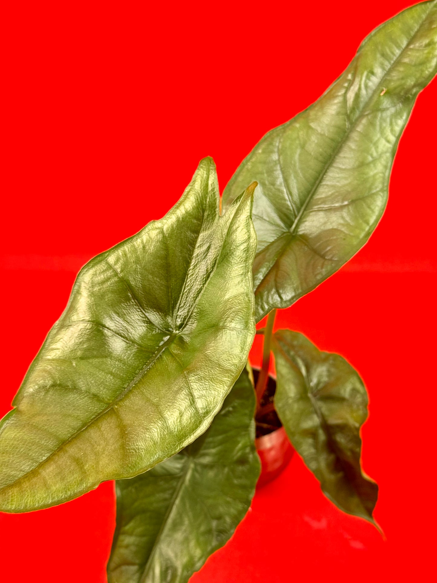 Alocasia heterophylla Dragons Breath (s) - LUplnts