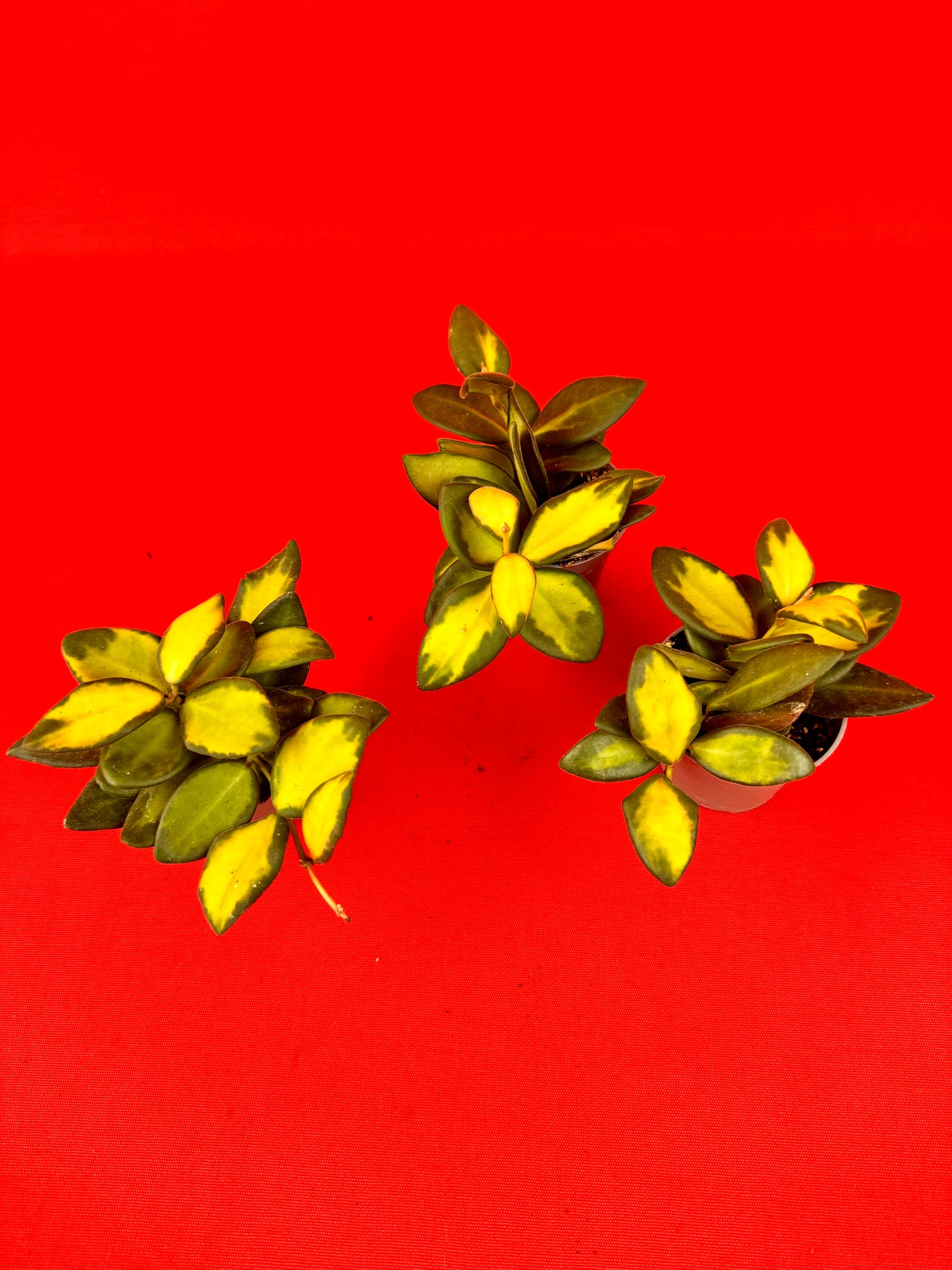 Hoya burtoniae variegata (s) - LUplnts