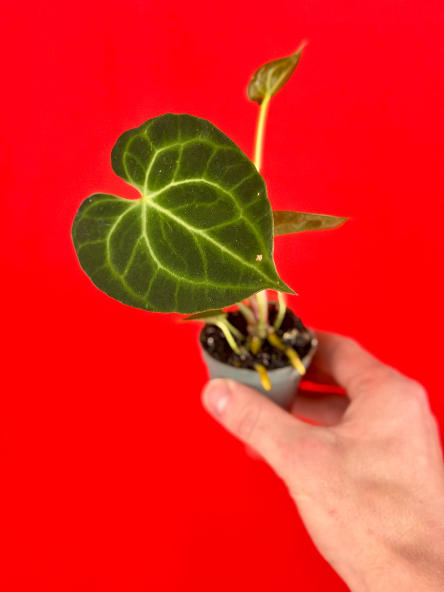 Anthurium Clarinervium (s) - LUplnts