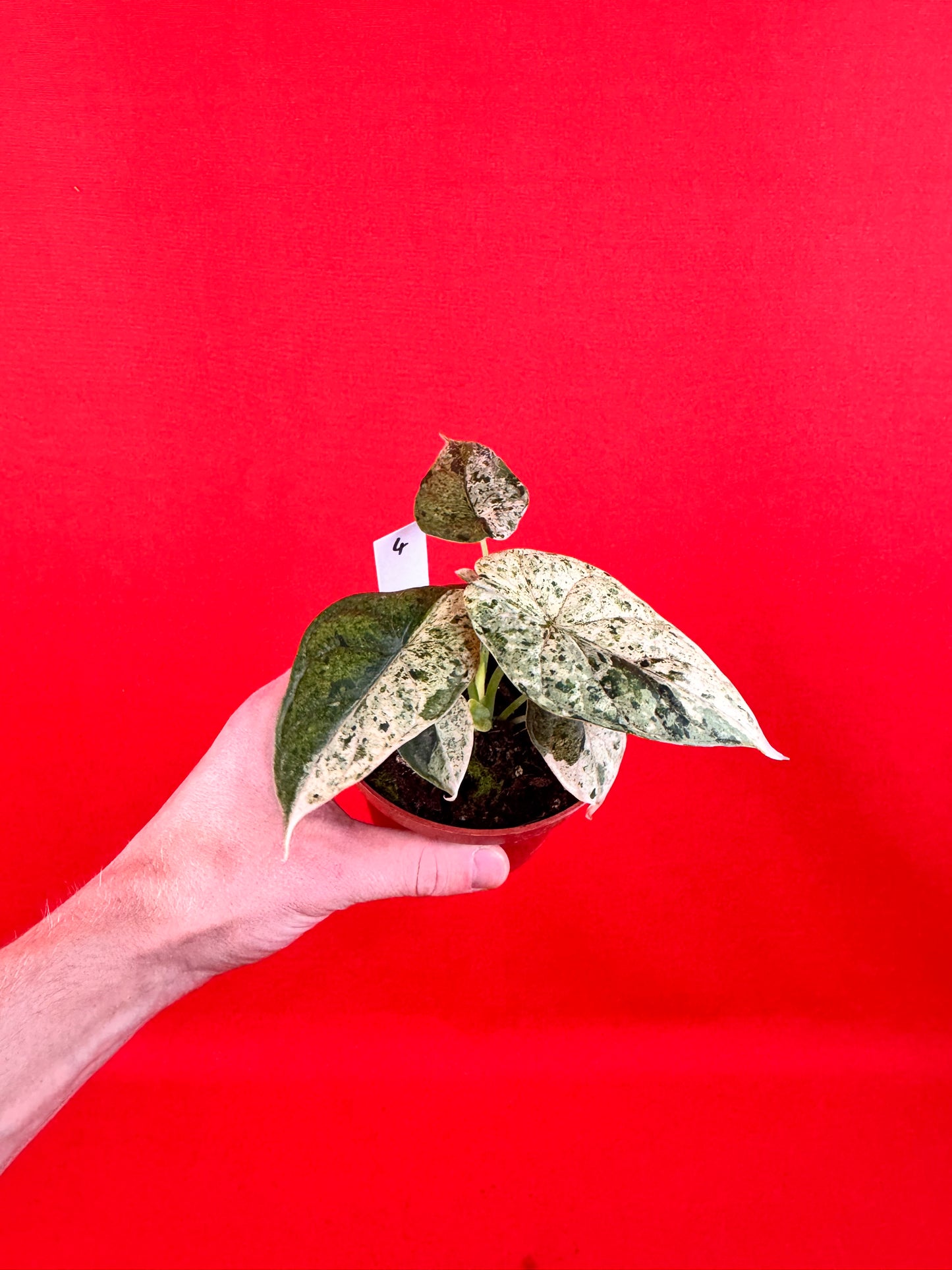 Alocasia Dragon Scale MINT