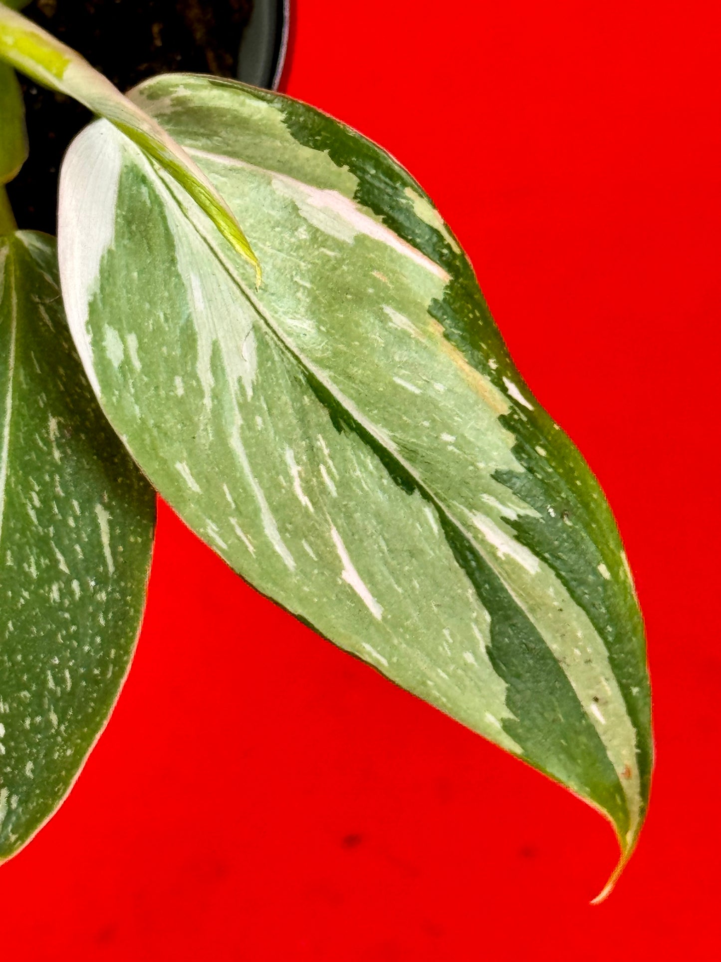 Philodendron 'White Wizard' (s) - LUplnts