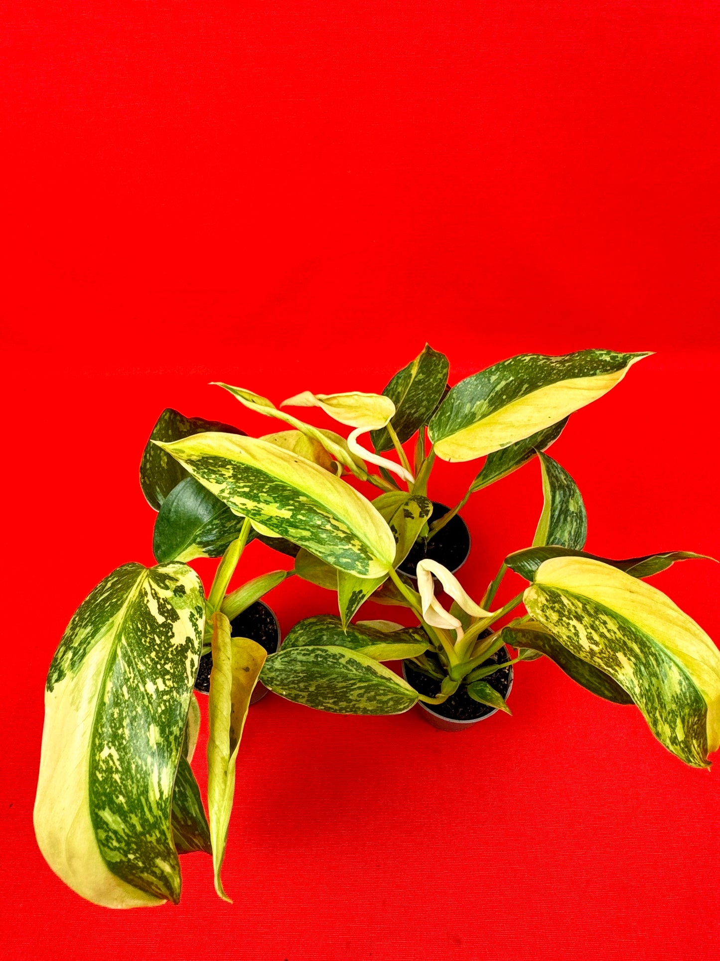 Philodendron 'Jose Buono' (s) - LUplnts