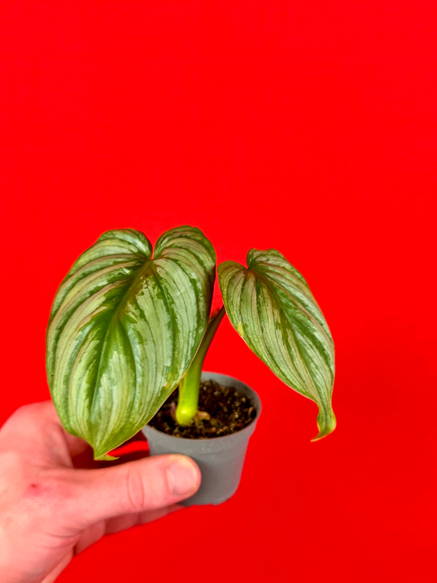 Philodendron Bundle (s) - LUplnts