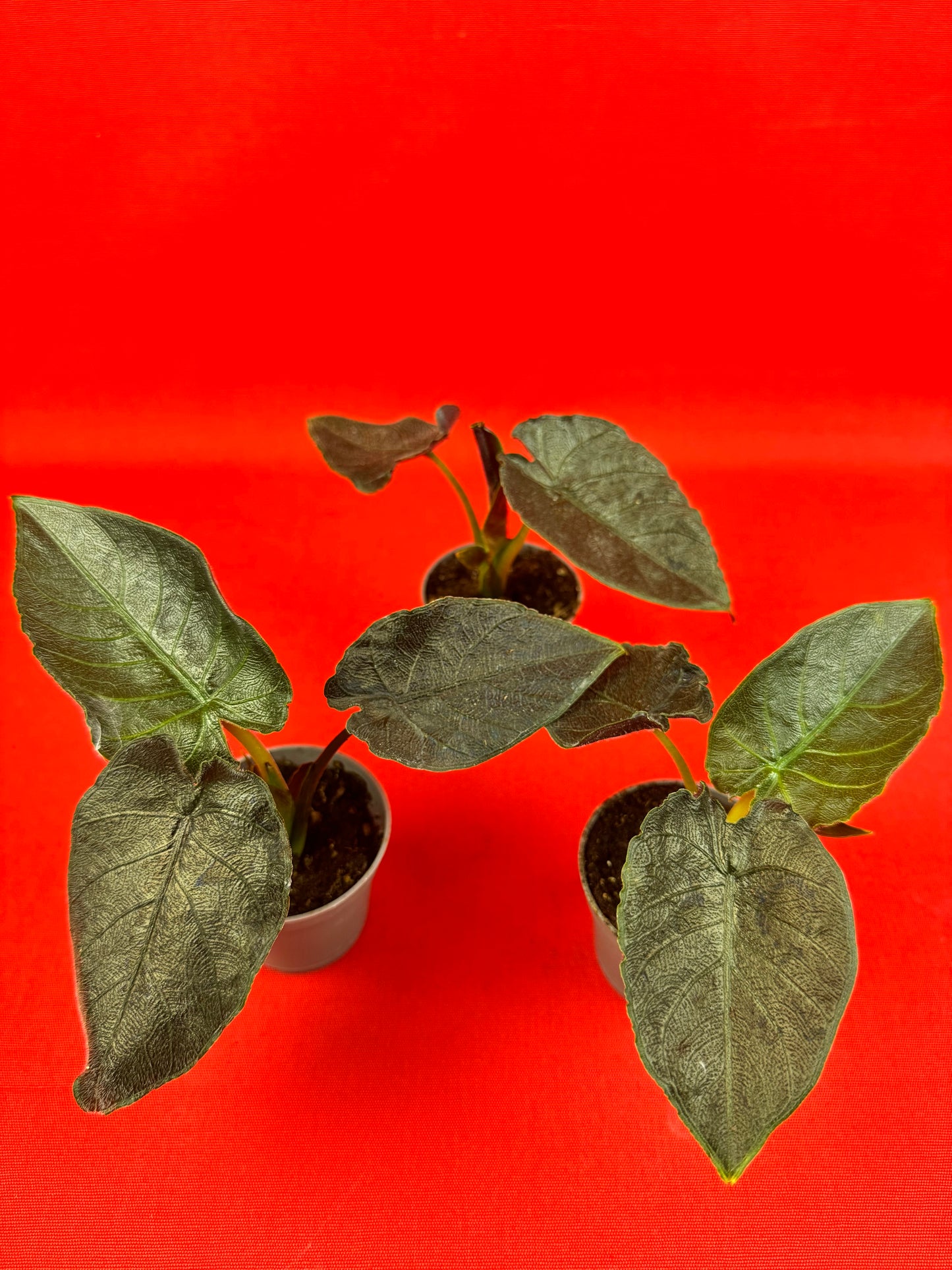 Alocasia Antoro Velvet (s) - LUplnts