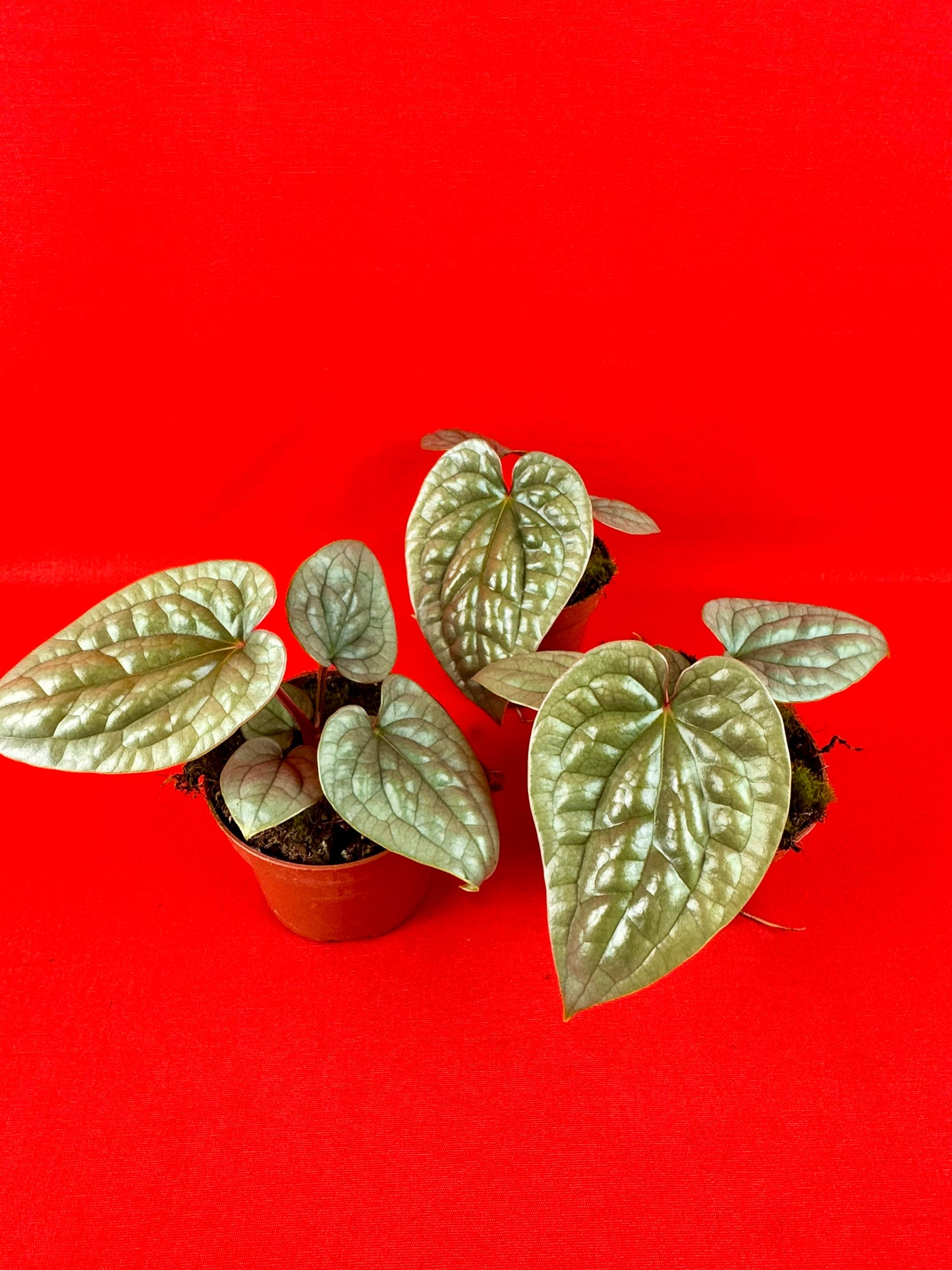 Anthurium luxurians