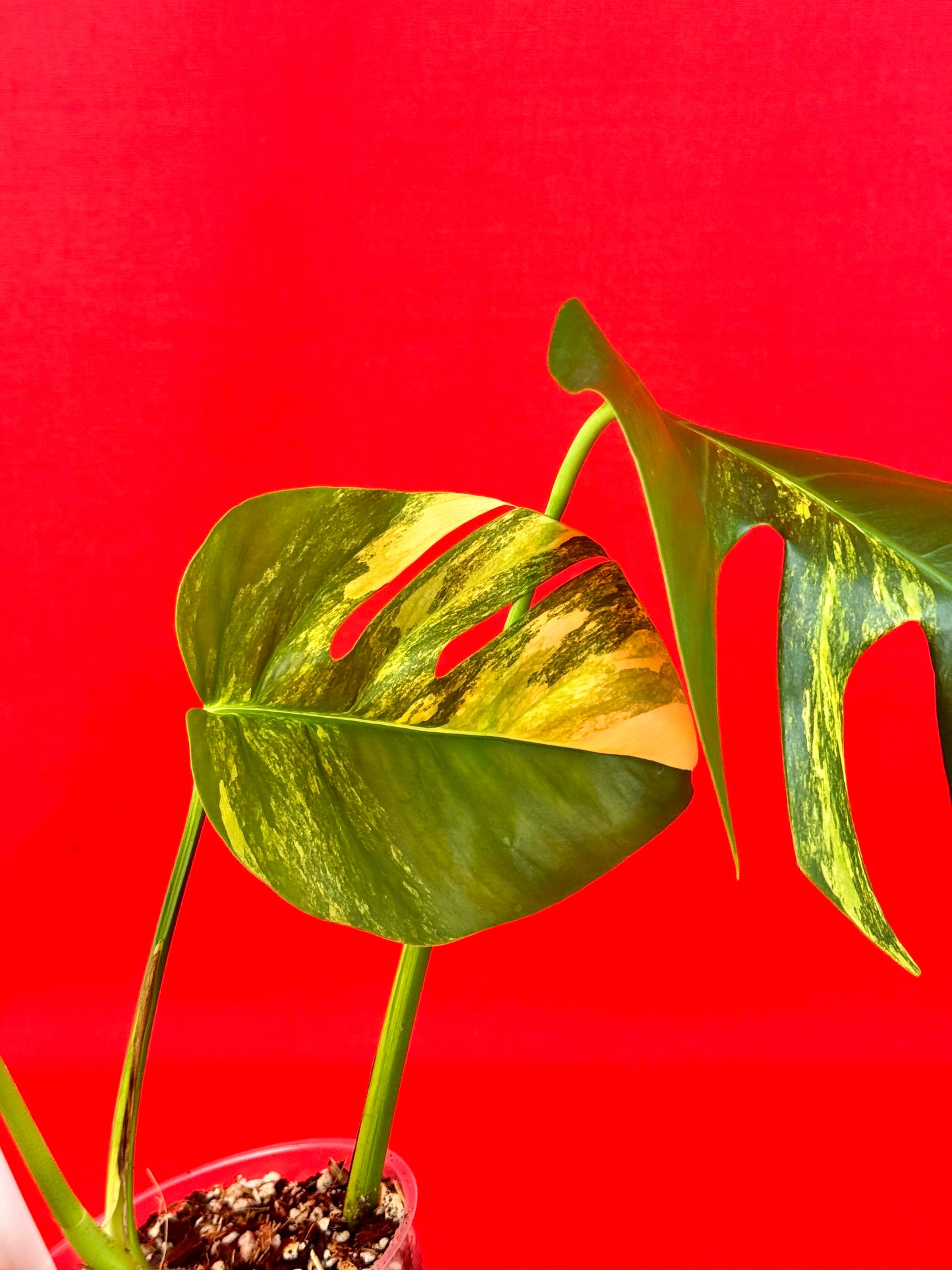 Monstera Deliciosa Aurea - LUplnts