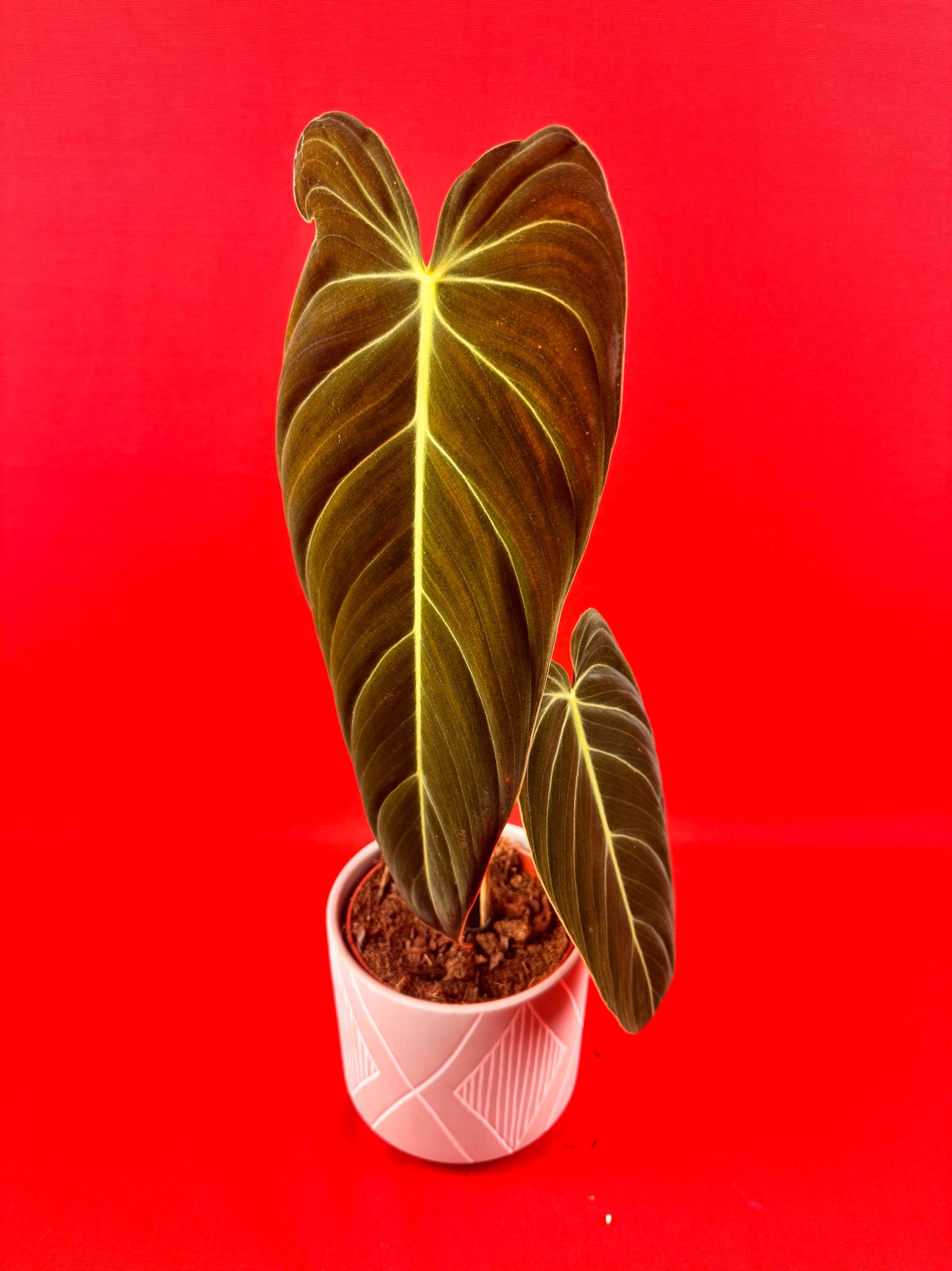 Philodendron Melanochrysum - LUplnts