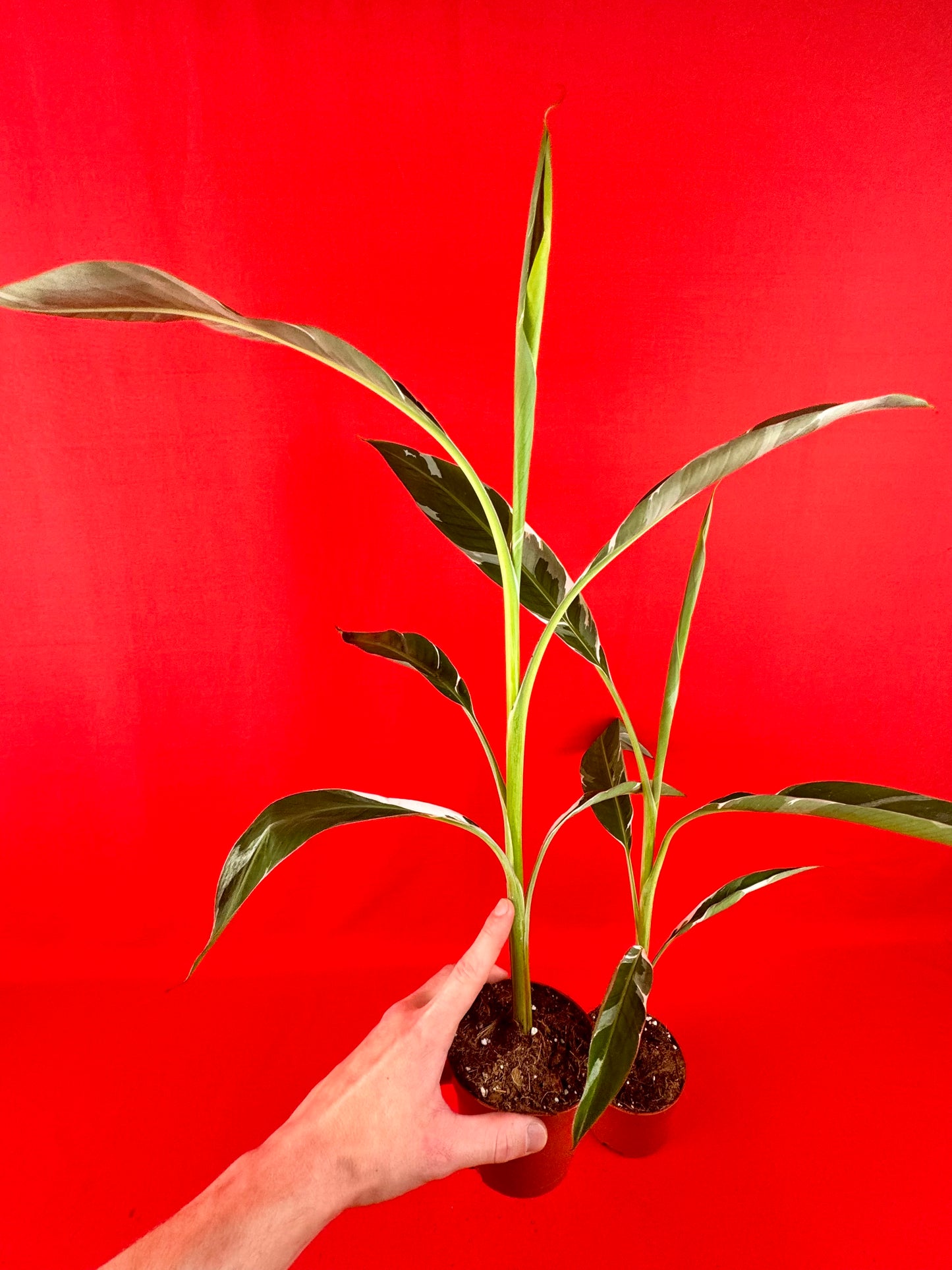Musa Florida Variegata - LUplnts