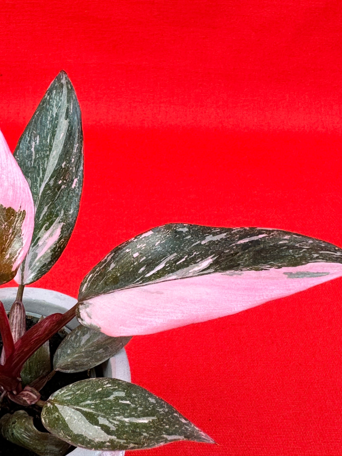 Philodendron 'Pink Princess Marble' (s) - LUplnts