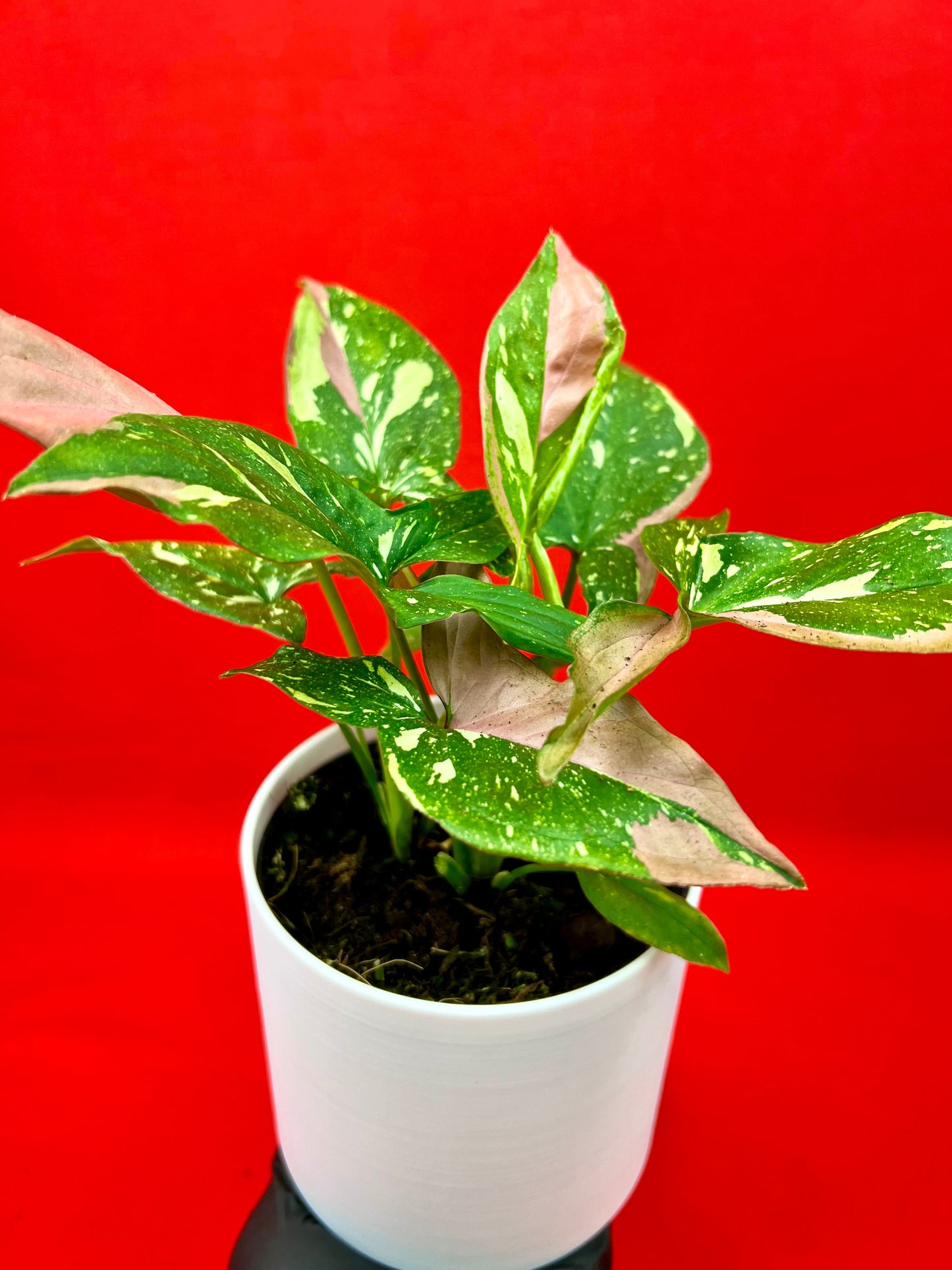 Syngonium Red Spot Tricolor - LUplnts