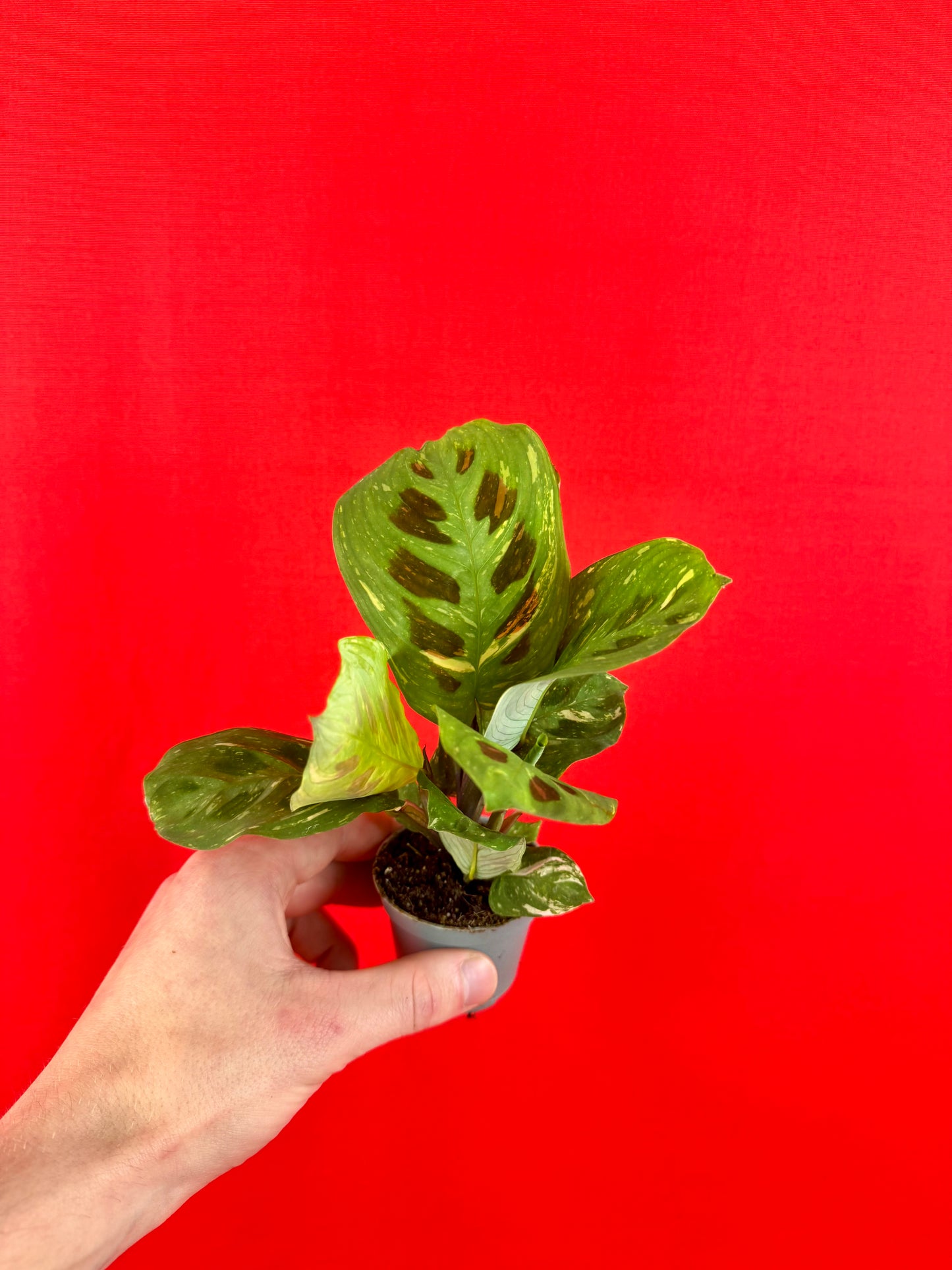 Maranta leuconeura 'Kerchoveana Variegata' (s)