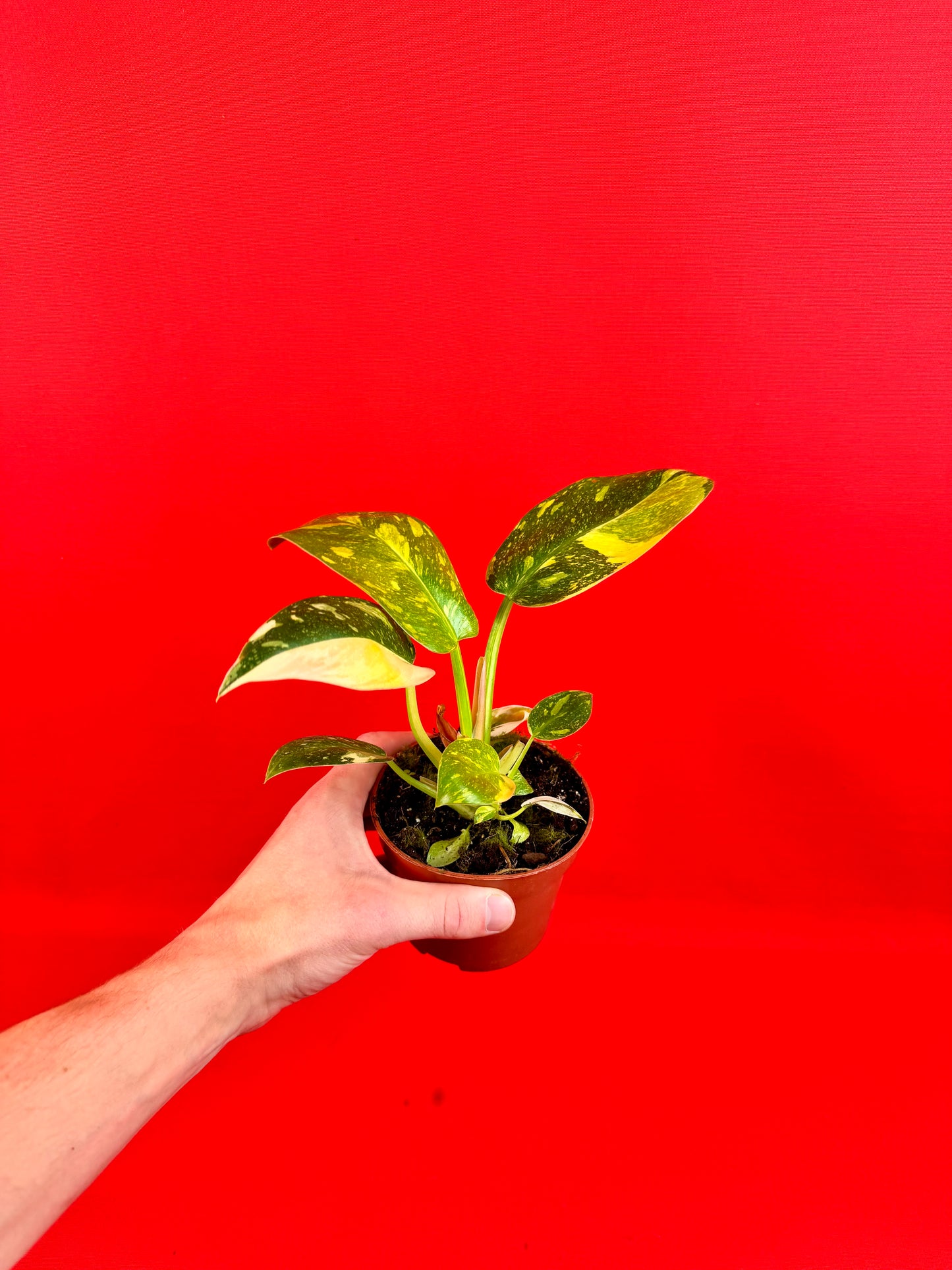 Philodendron green Congo