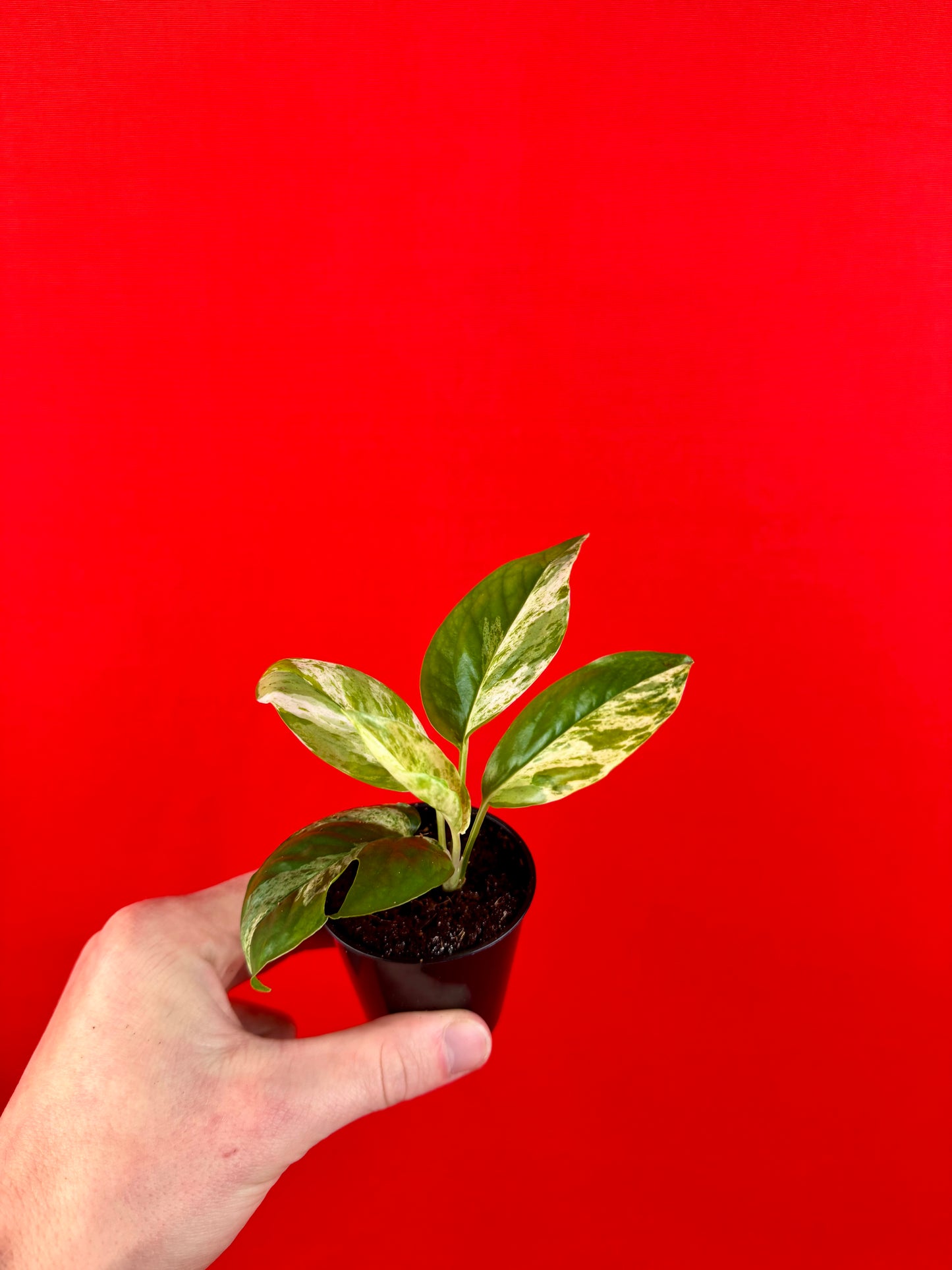 Epipremnum pinnatum 'Marble' (s) - LUplnts