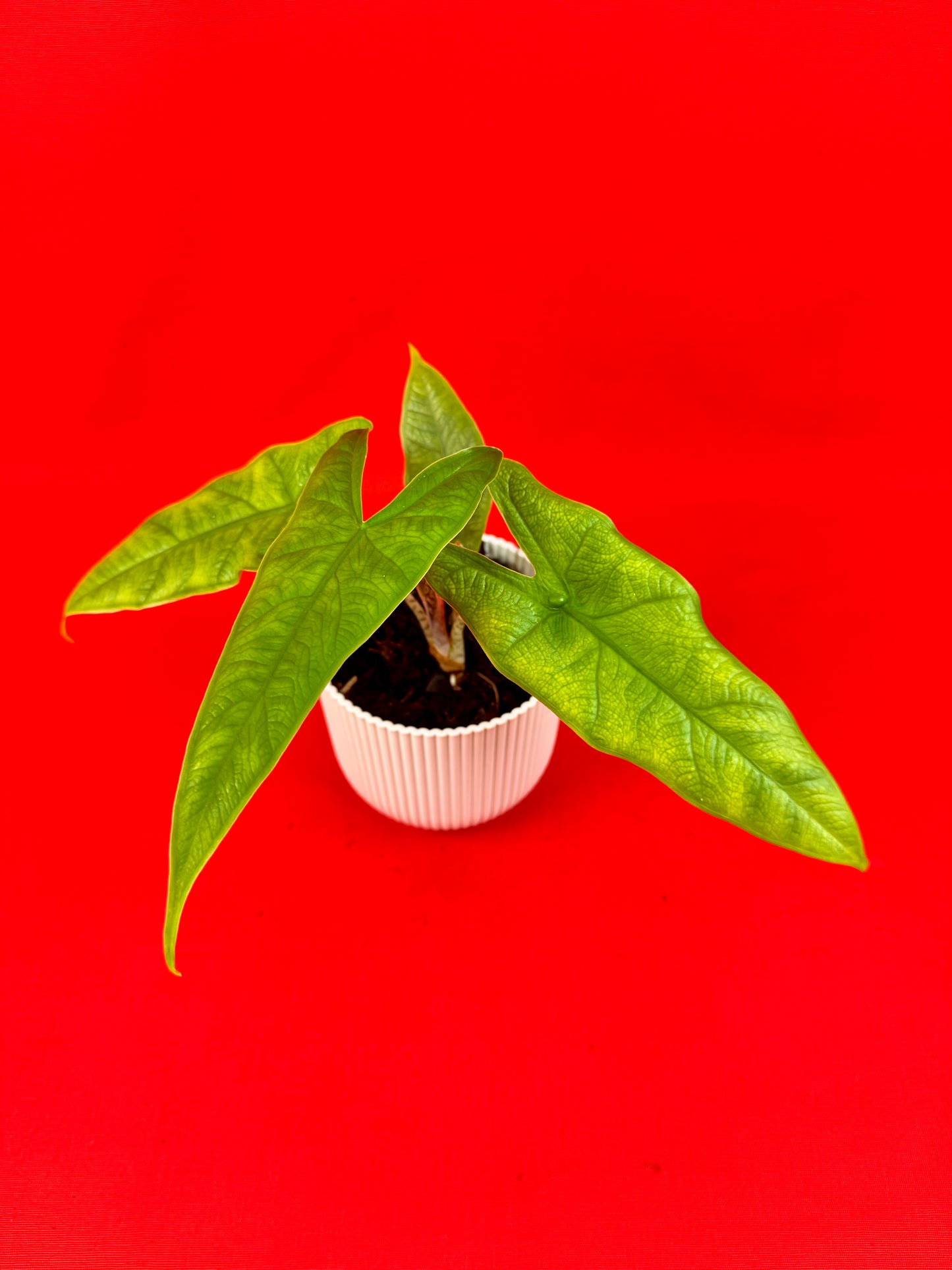 Alocasia sulawesi Green Carpet - LUplnts