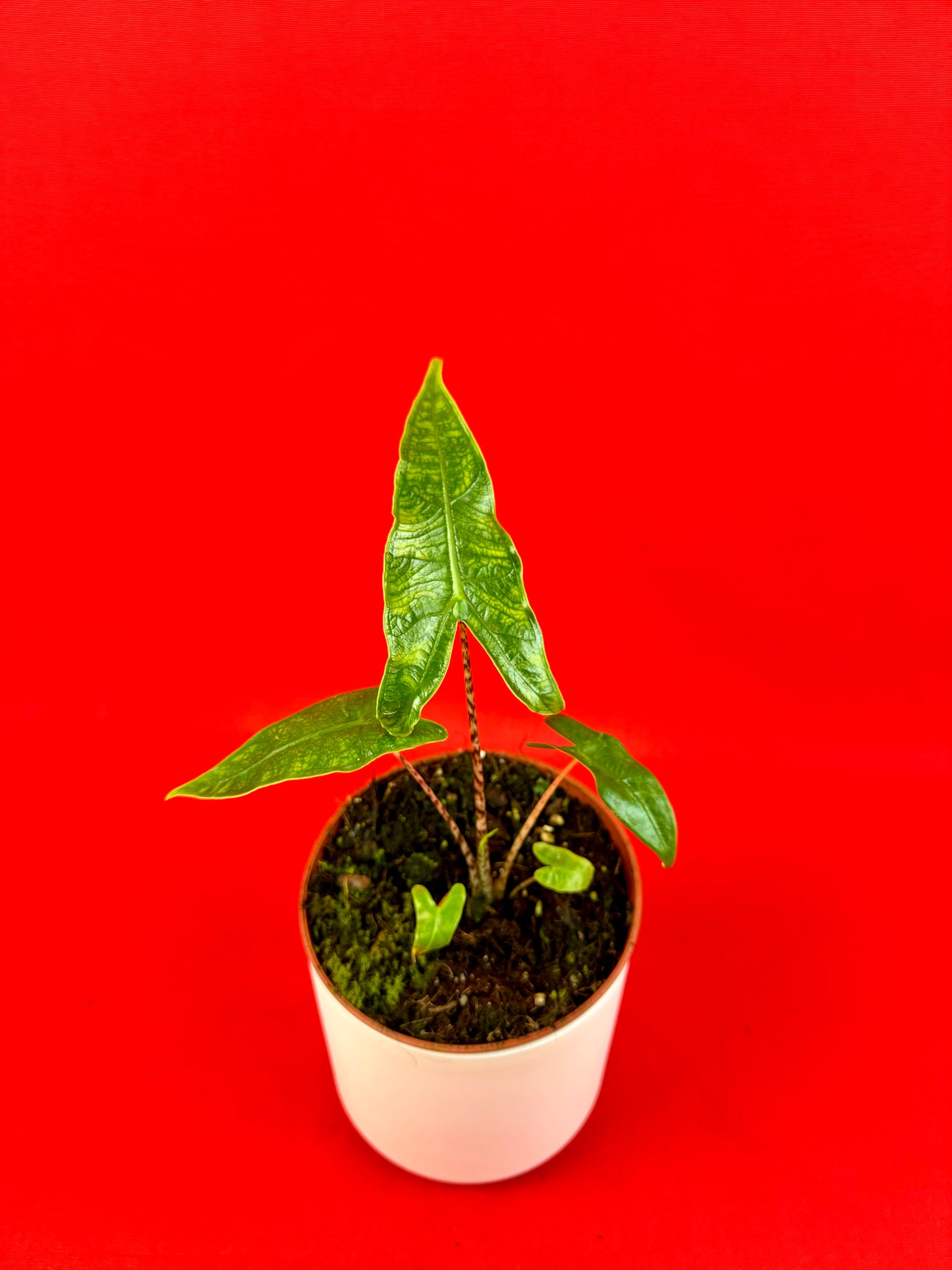 Alocasia Reticulata - LUplnts