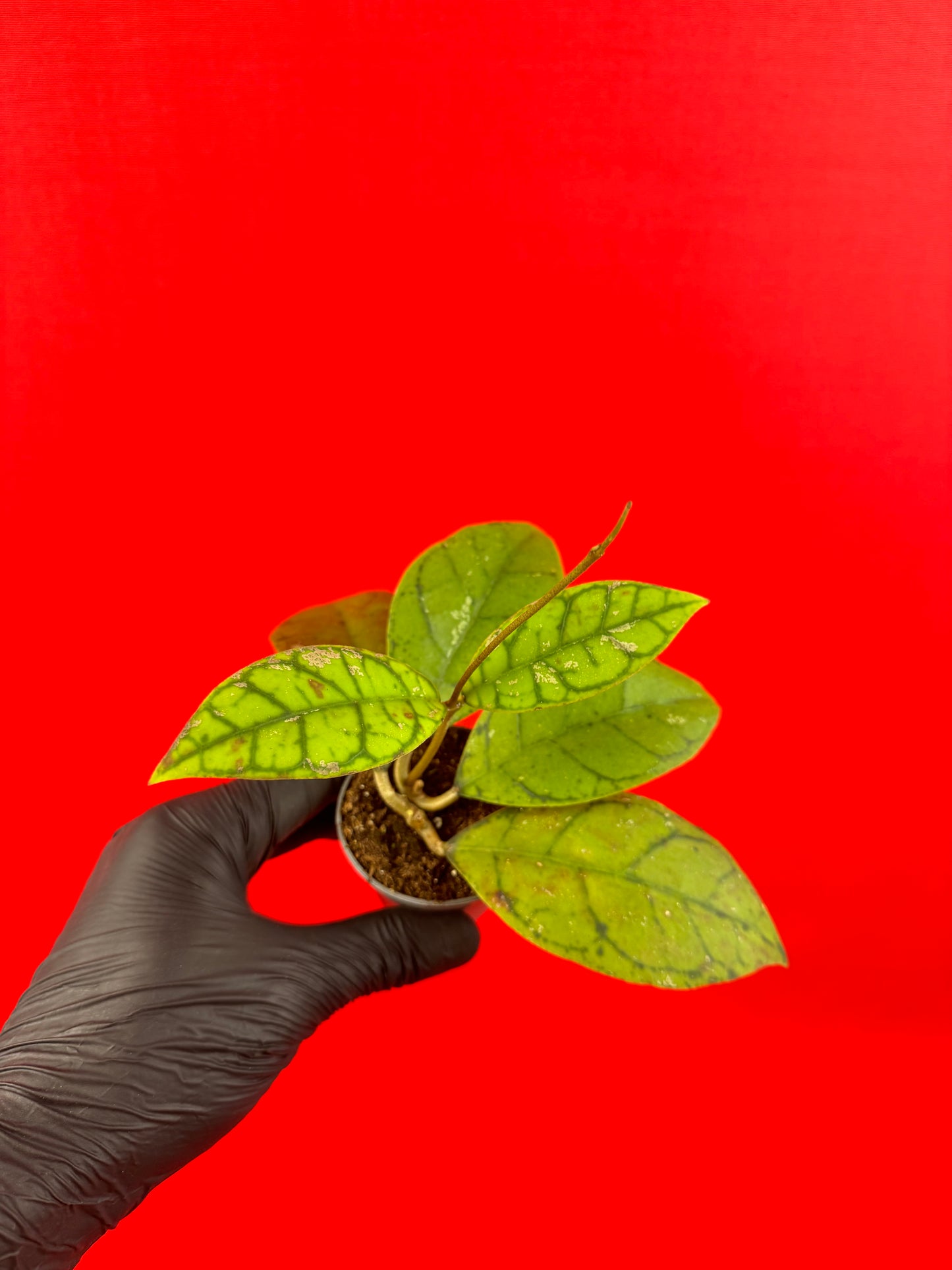 Hoya callistophylla (s) - LUplnts