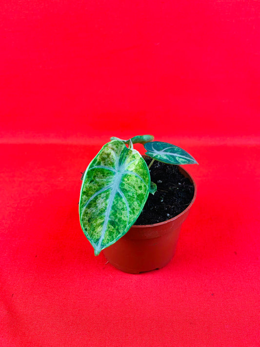 Alocasia Ninja Tricolor - LUplnts
