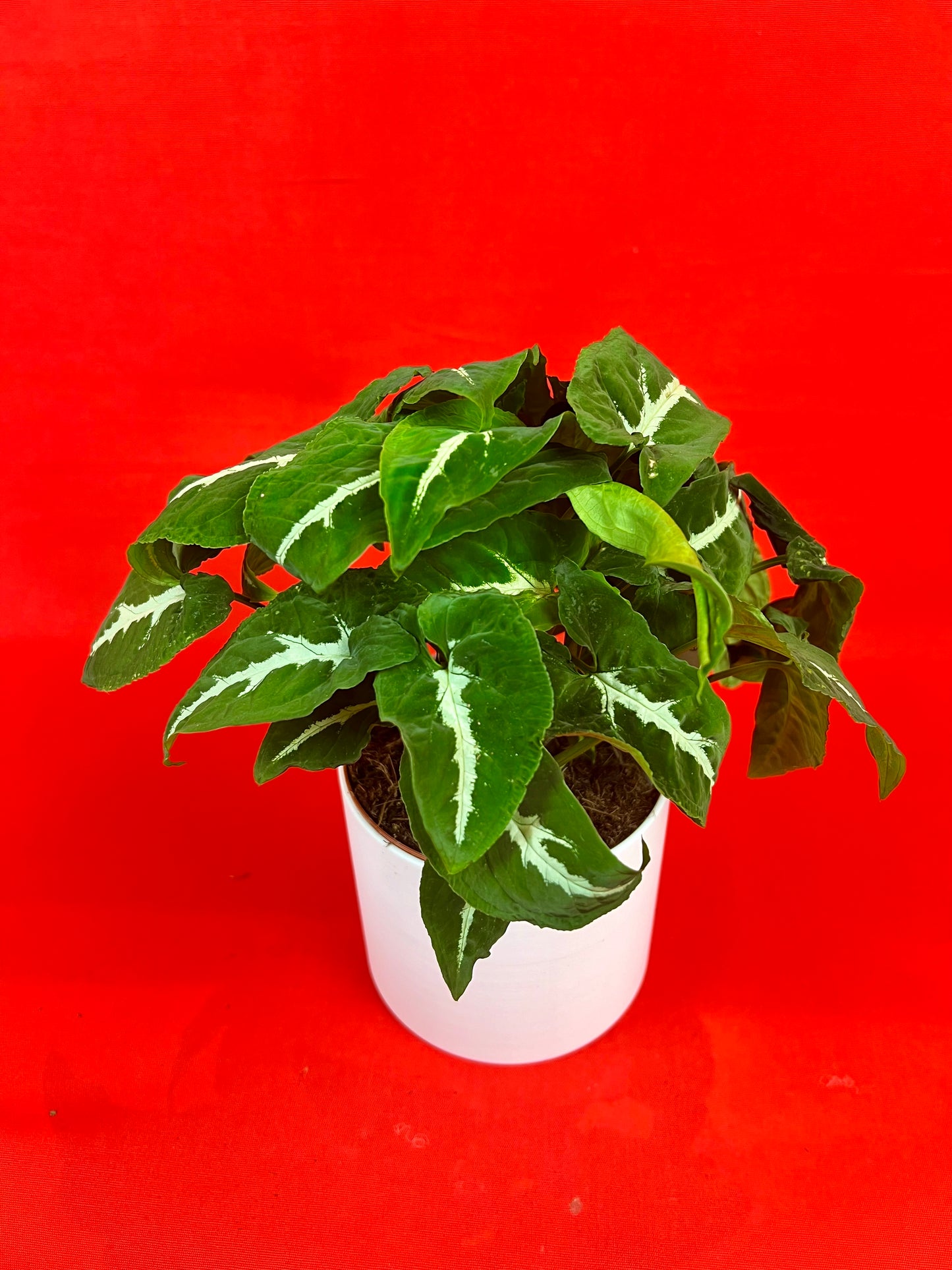 Syngonium Wendlandii - LUplnts