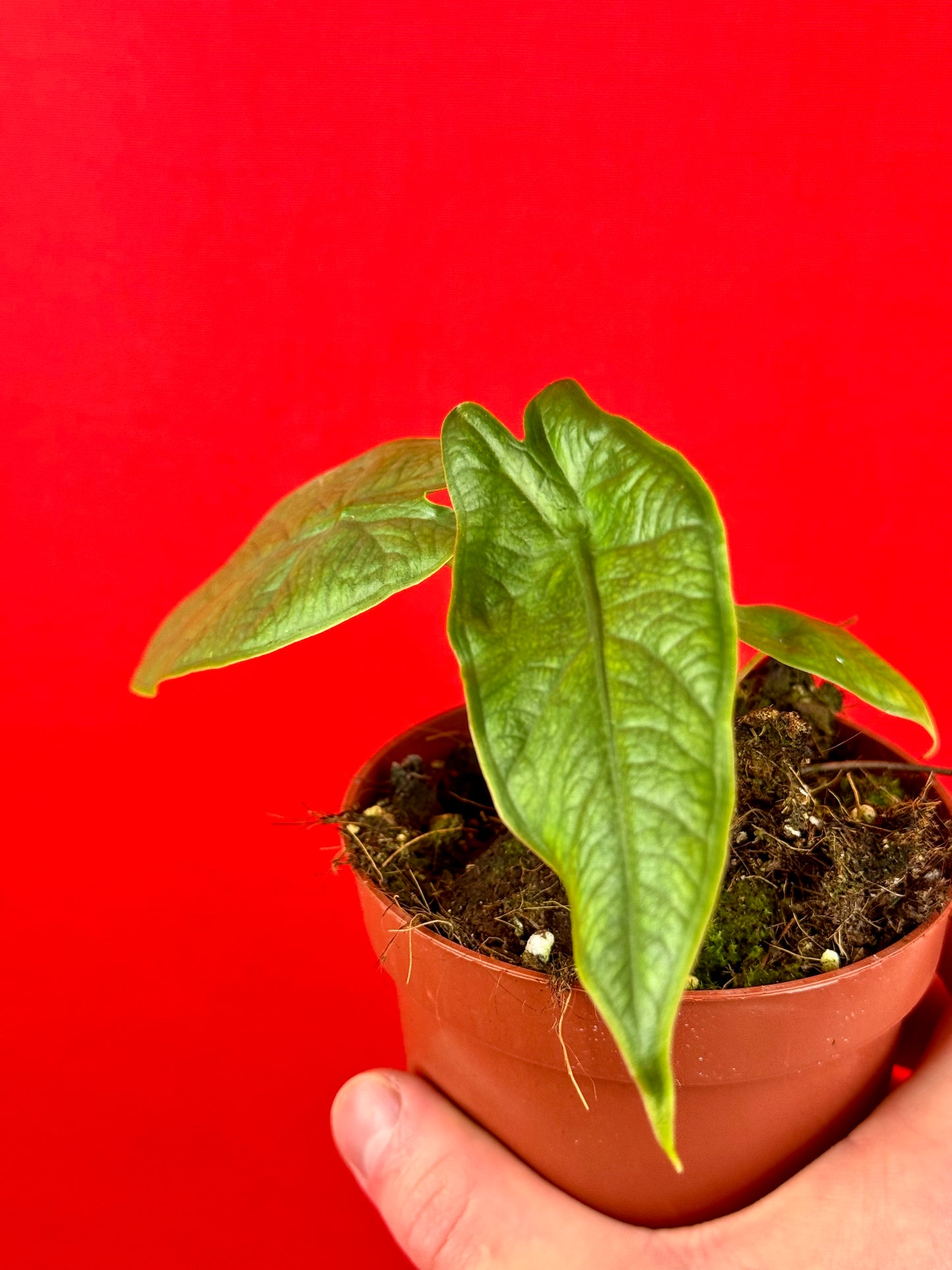 Alocasia sulawesi Green Carpet - LUplnts