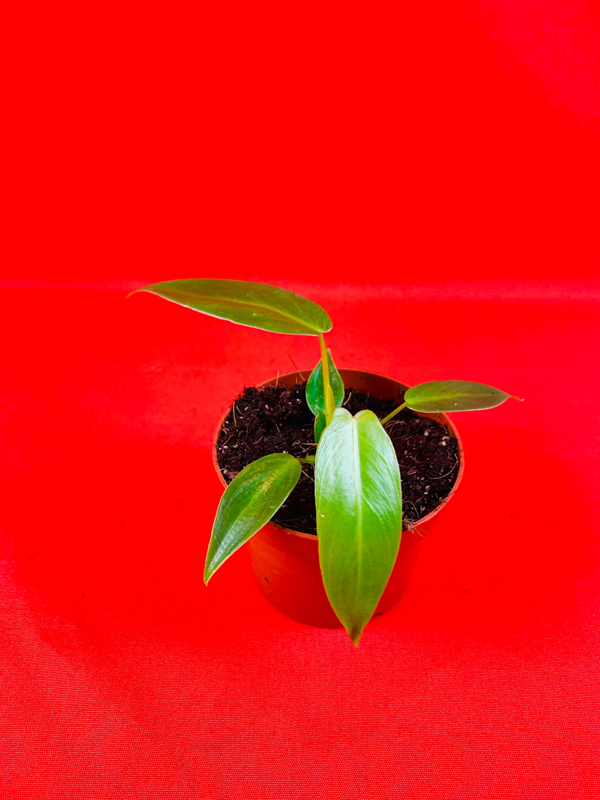 Philodendron spiritus sancti - LUplnts