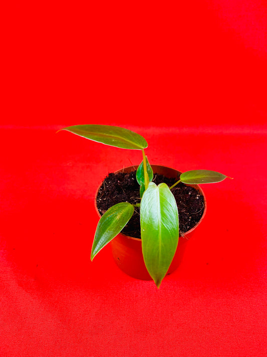 Philodendron spiritus sancti - LUplnts