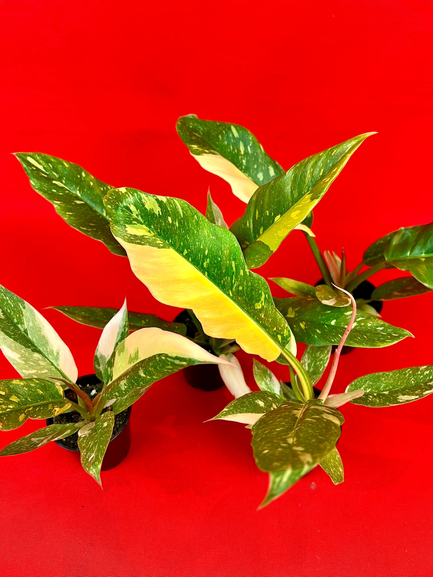Philodendron 'Ring of Fire' (s) - LUplnts