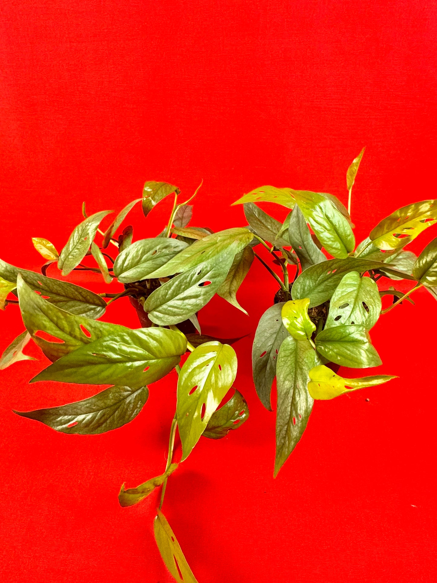 Epipremnum Pinnatum Cebu Blue - LUplnts