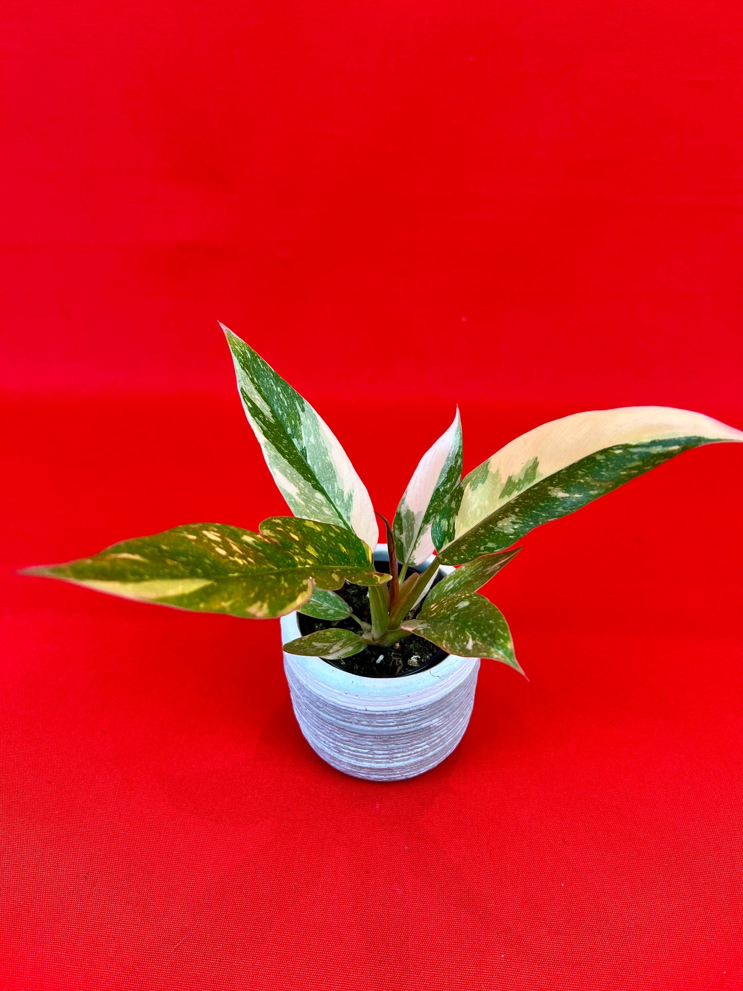 Philodendron 'Ring of Fire' (s) - LUplnts