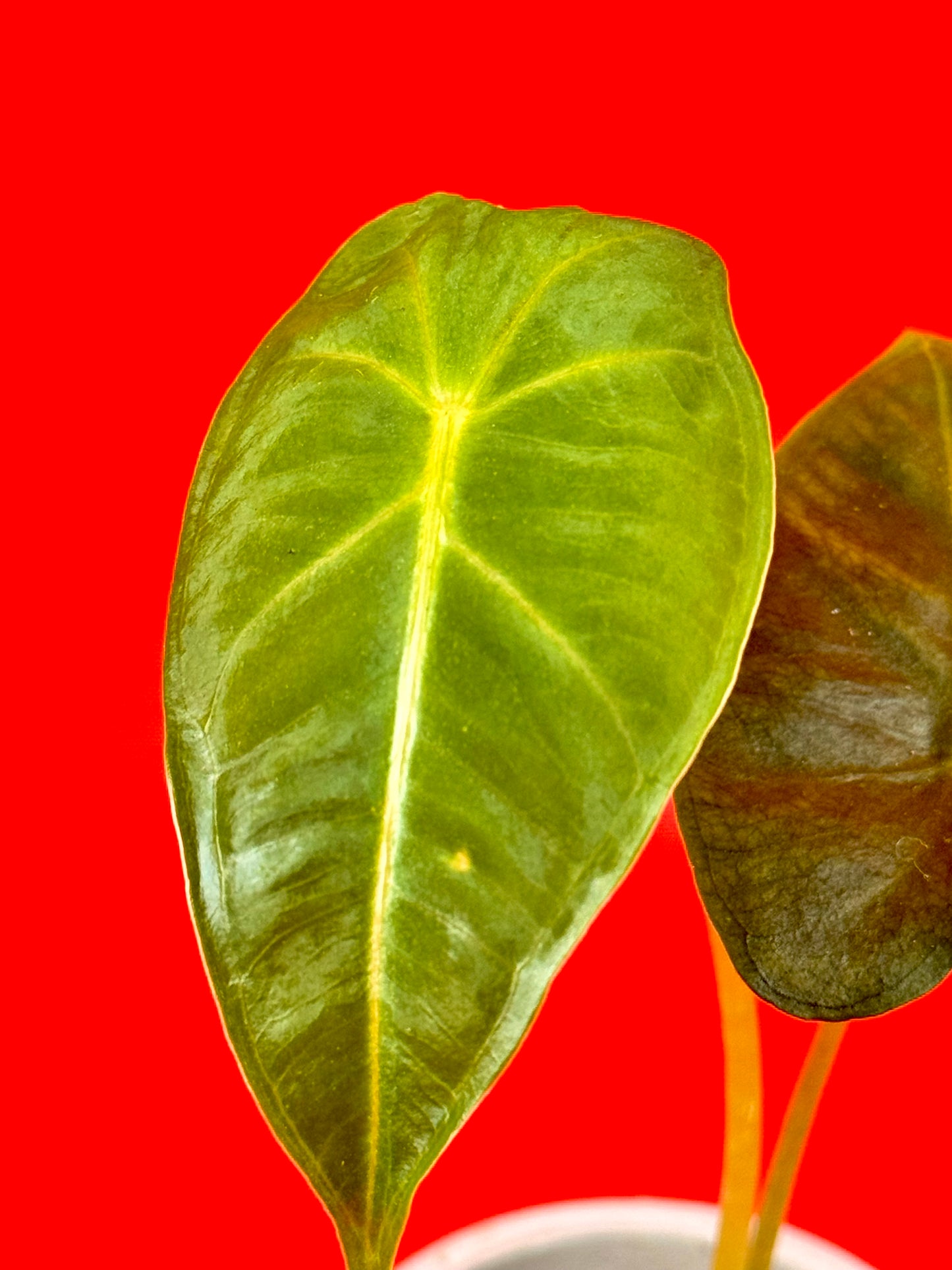Alocasia micholitziana Frydek (s) - LUplnts