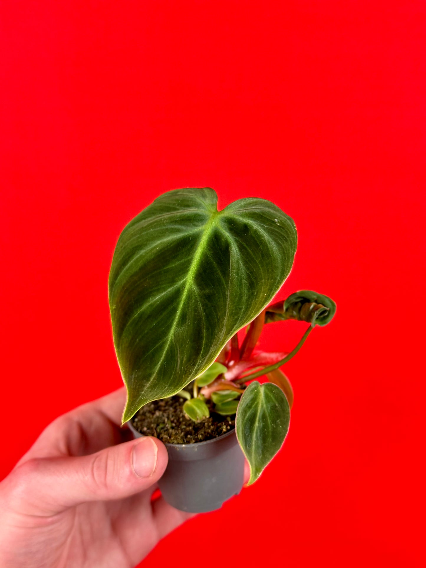Philodendron Bundle (s) - LUplnts