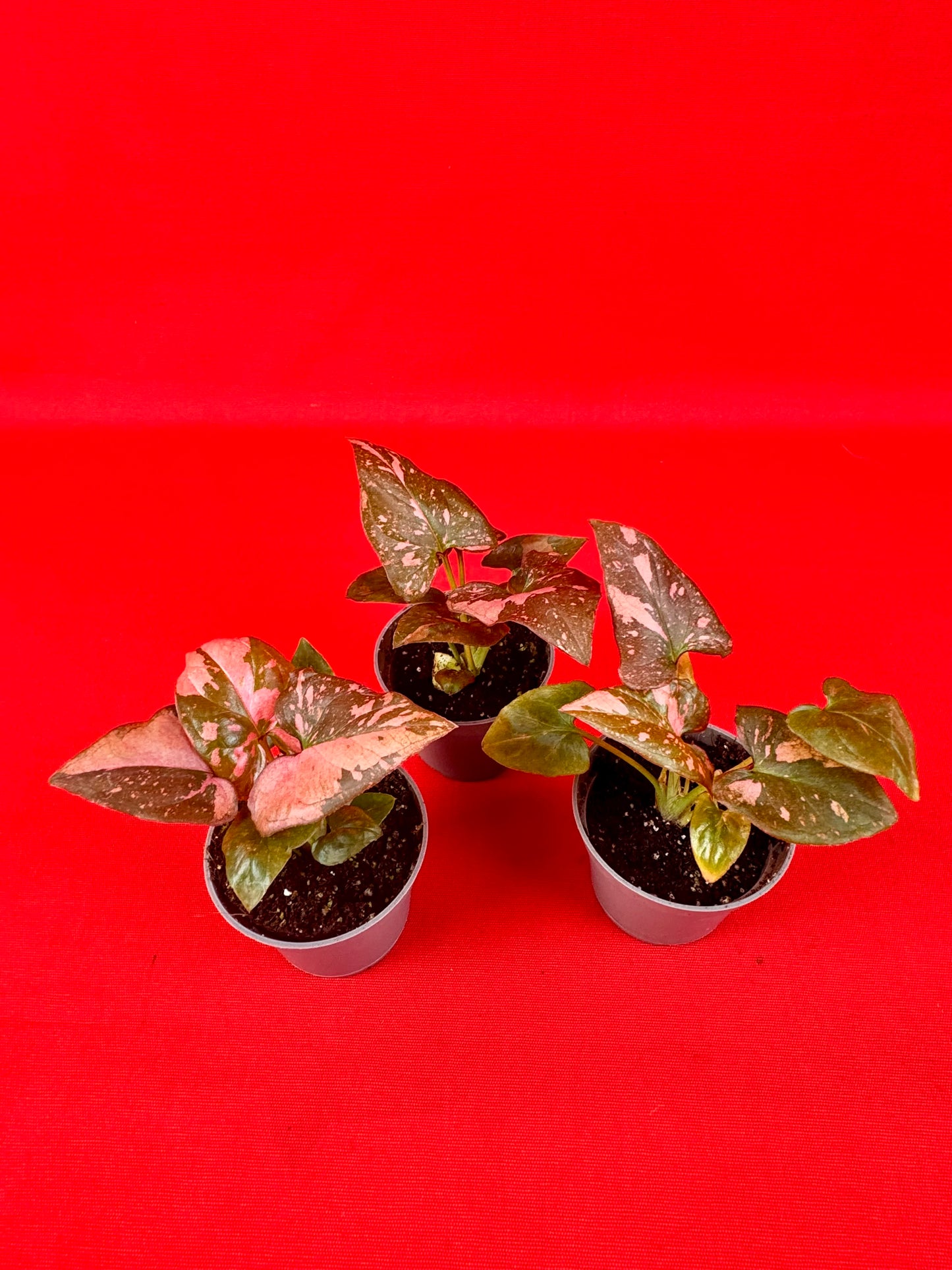 Syngonium Pink Splash (s) - LUplnts