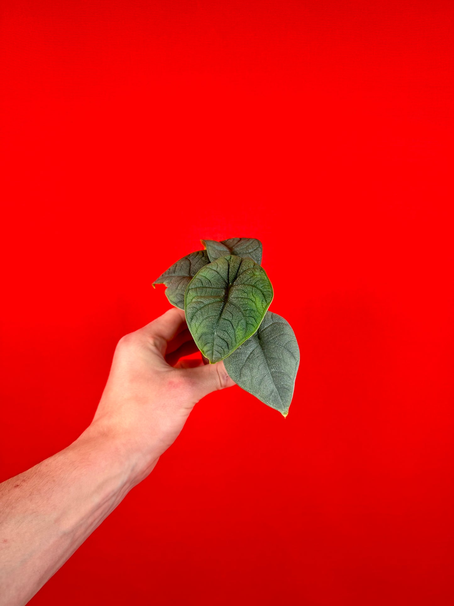 Alocasia Bundle (s)