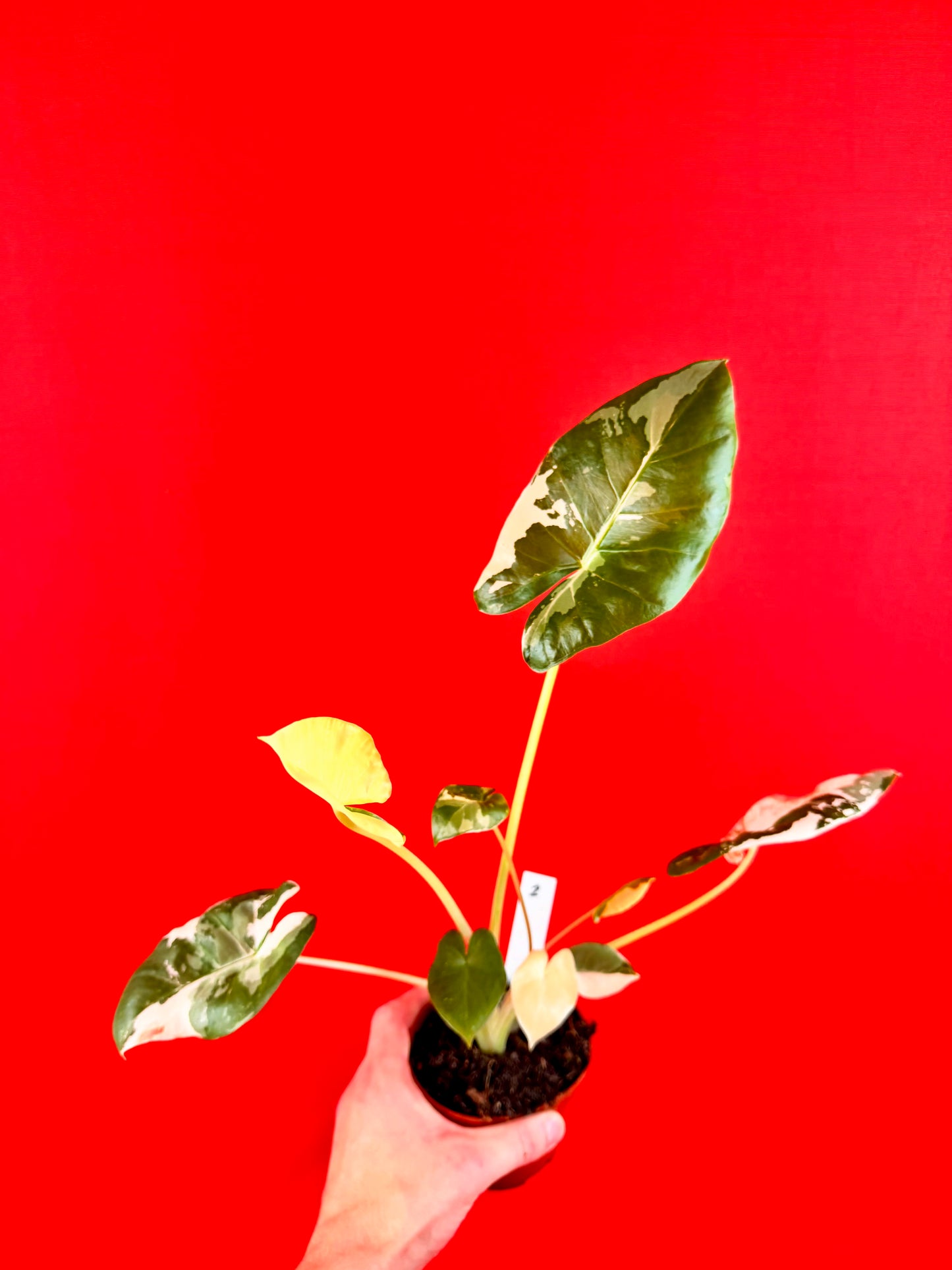 Alocasia Macrorrhiza Variegata - LUplnts