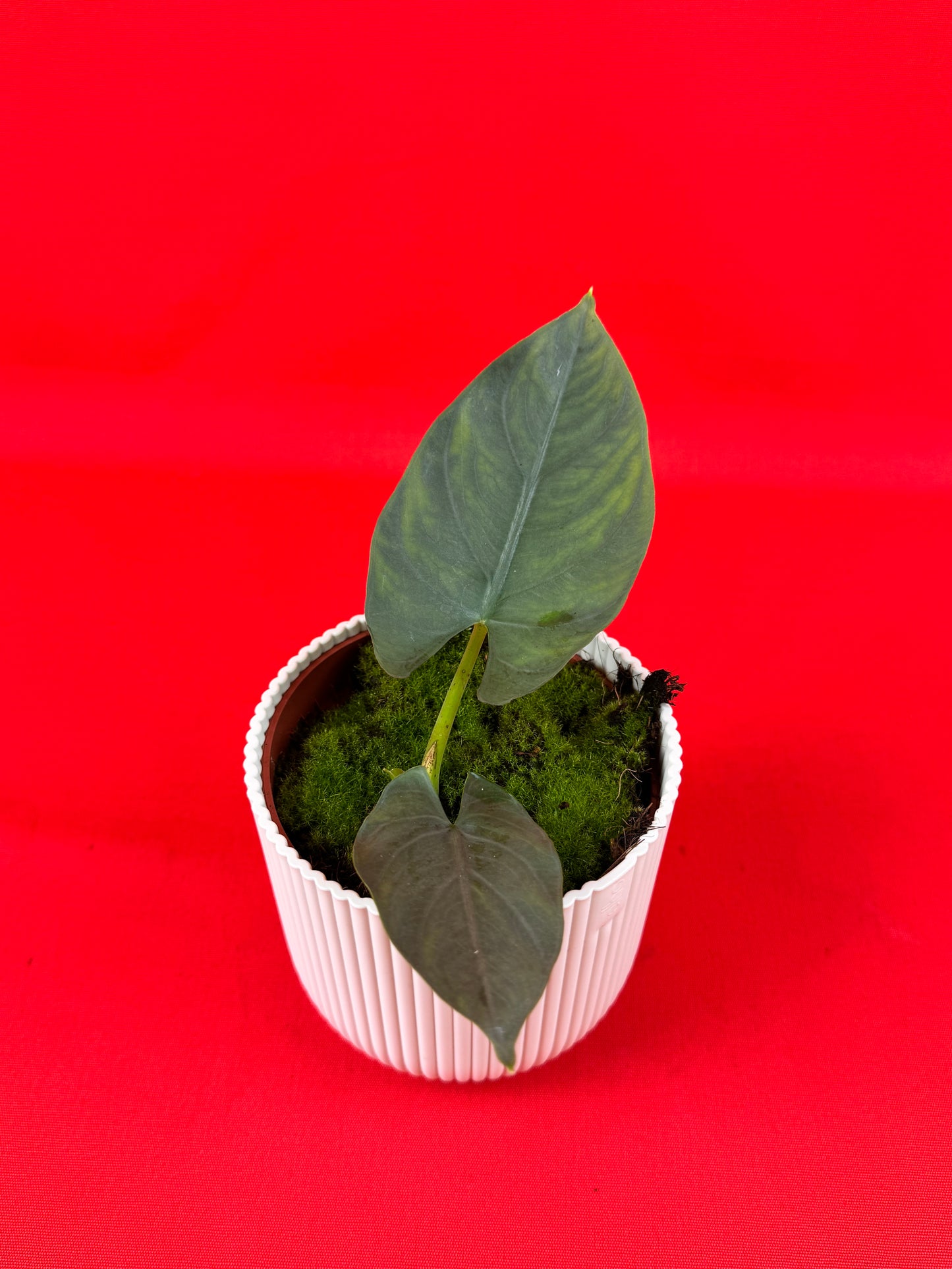 Alocasia scabriuscula - LUplnts