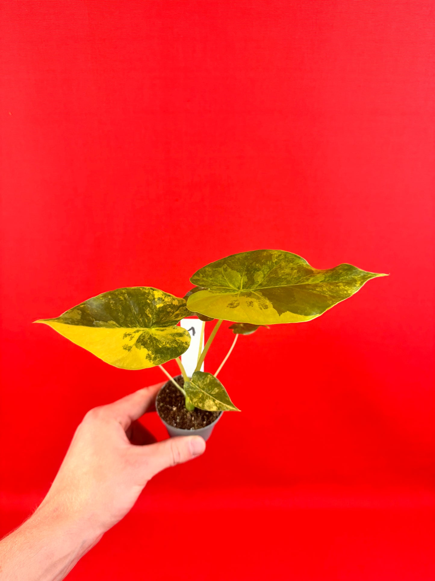Alocasia macrorrhizos 'Aurea Variegata' (s)