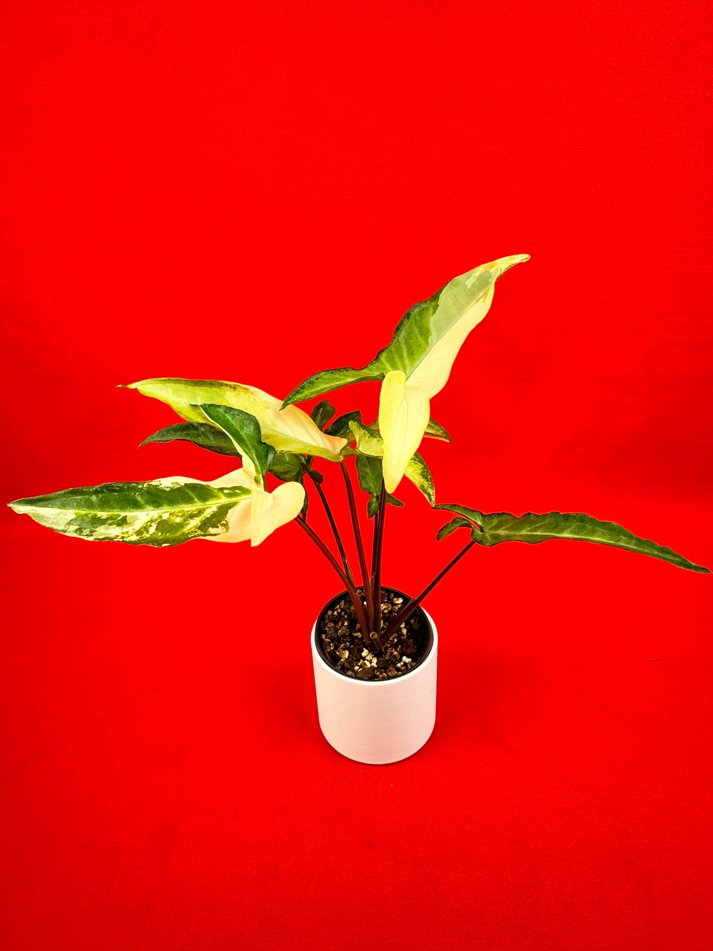 Syngonium Angustatum Variegata - LUplnts