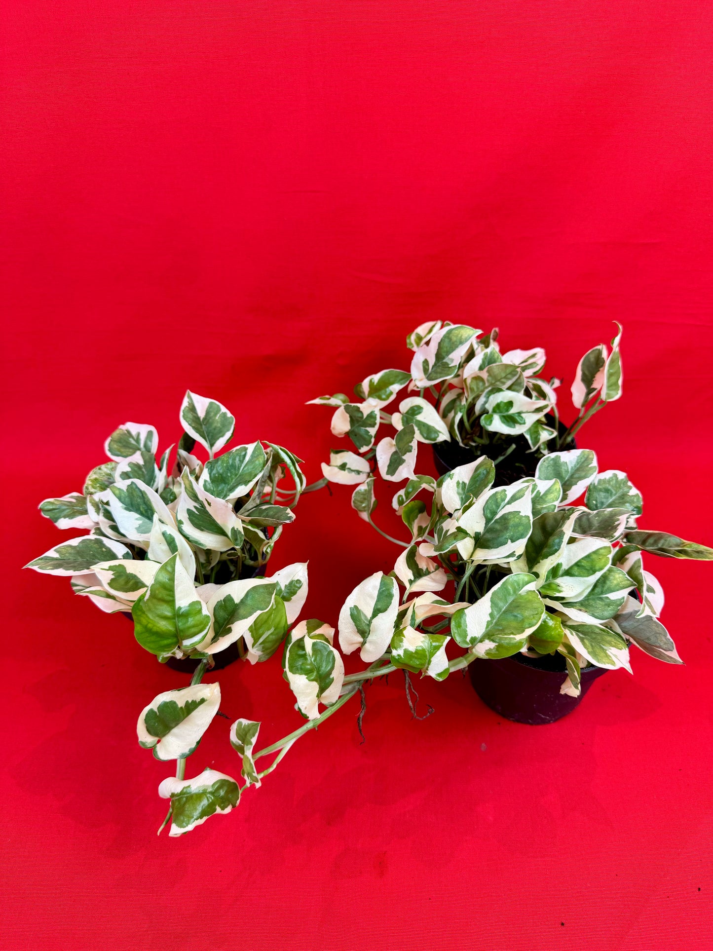 Epipremnum N‘Joy - LUplnts