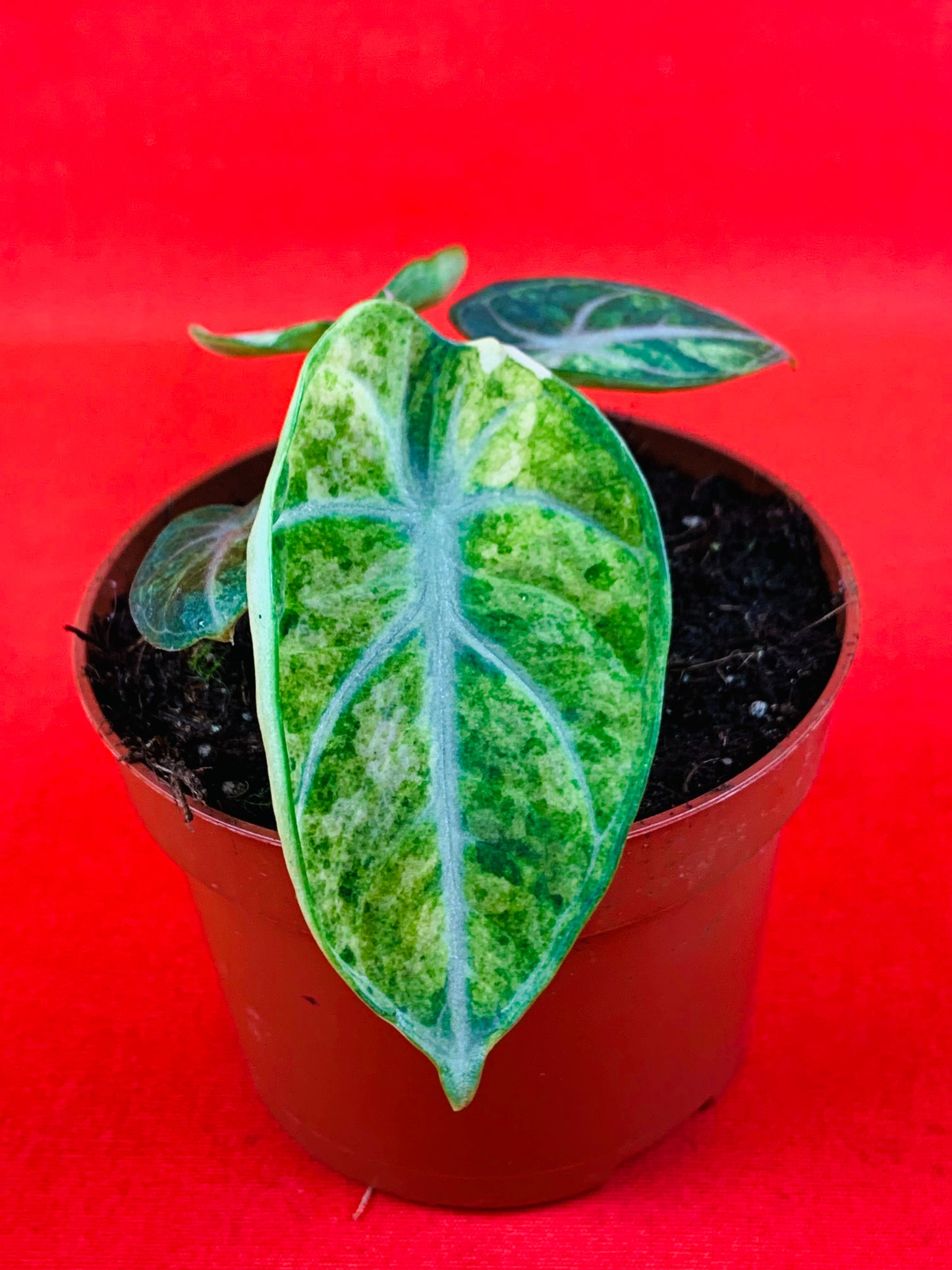 Alocasia Ninja Tricolor - LUplnts