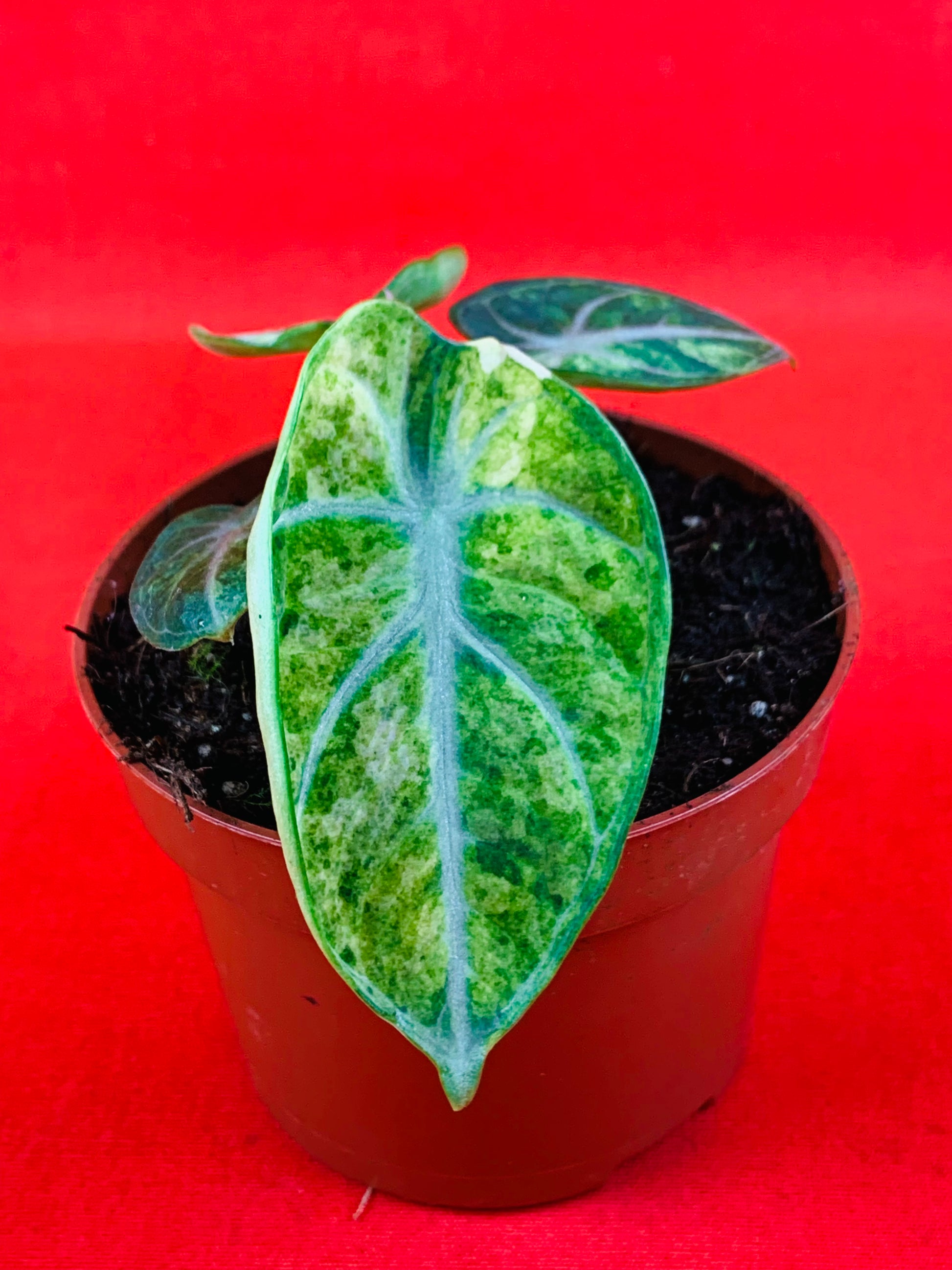 Alocasia Ninja Tricolor - LUplnts