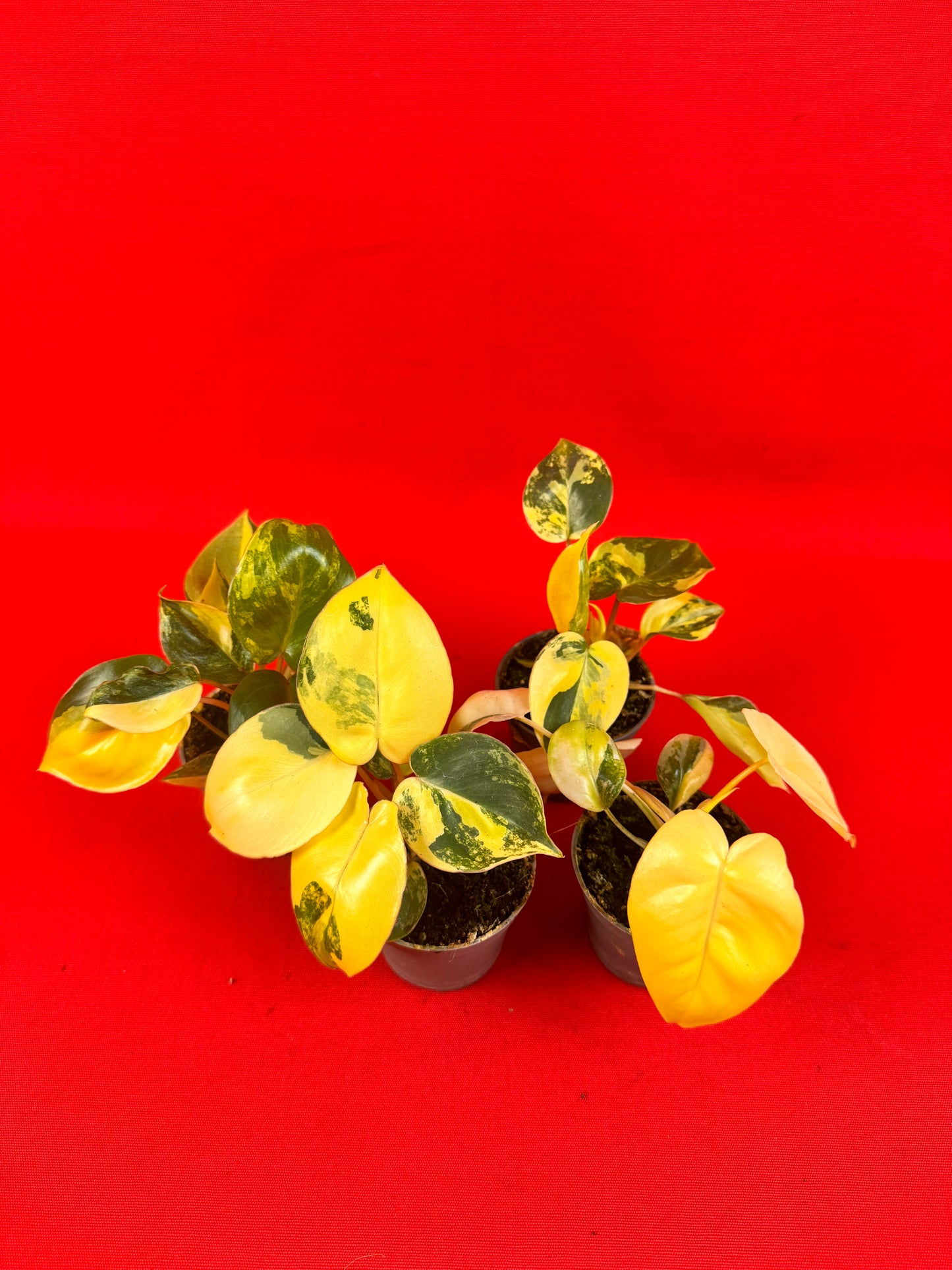 Philodendron Burle marx Variegata (s)