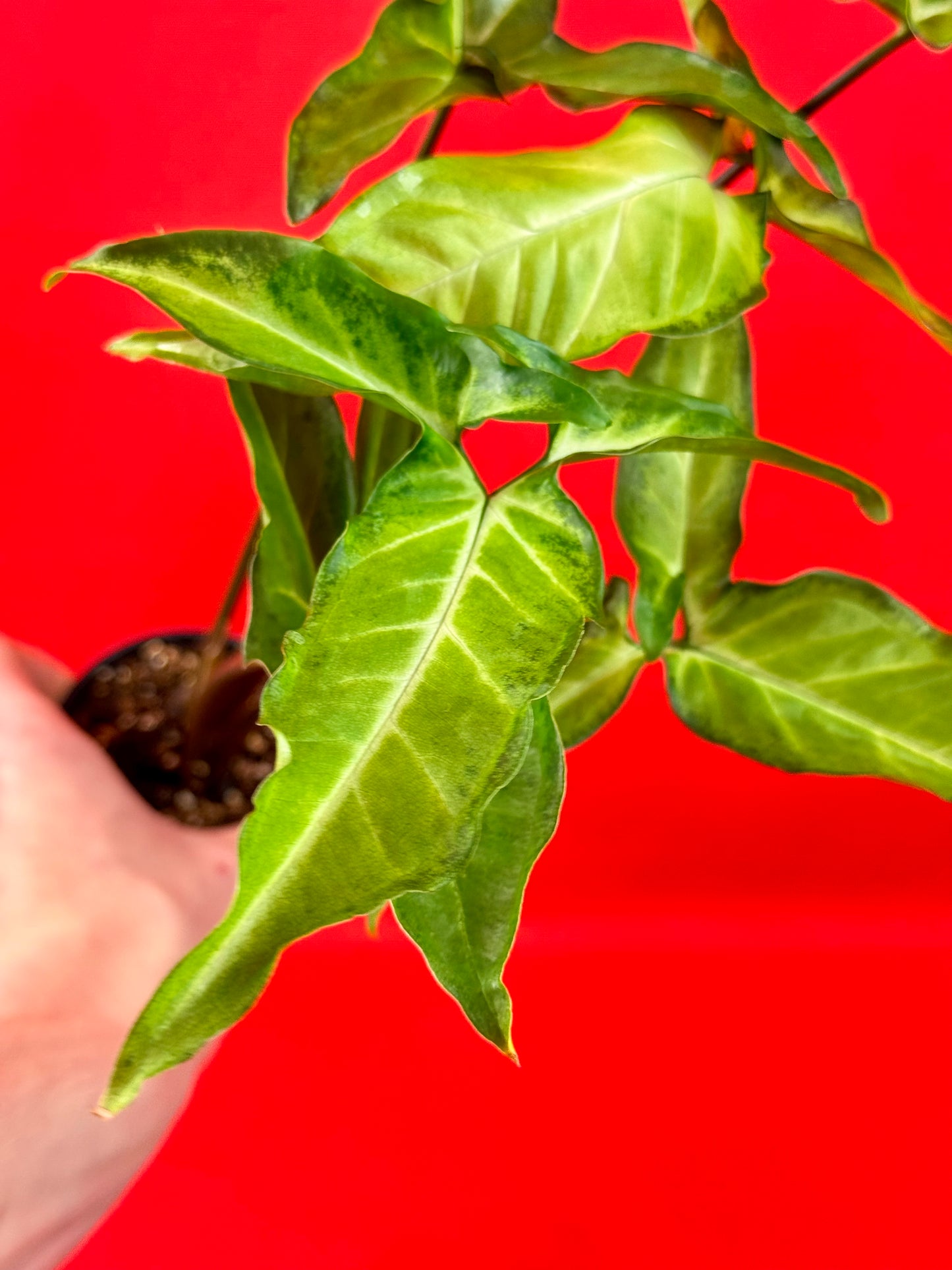 Syngonium Angustatum (reverted) - LUplnts