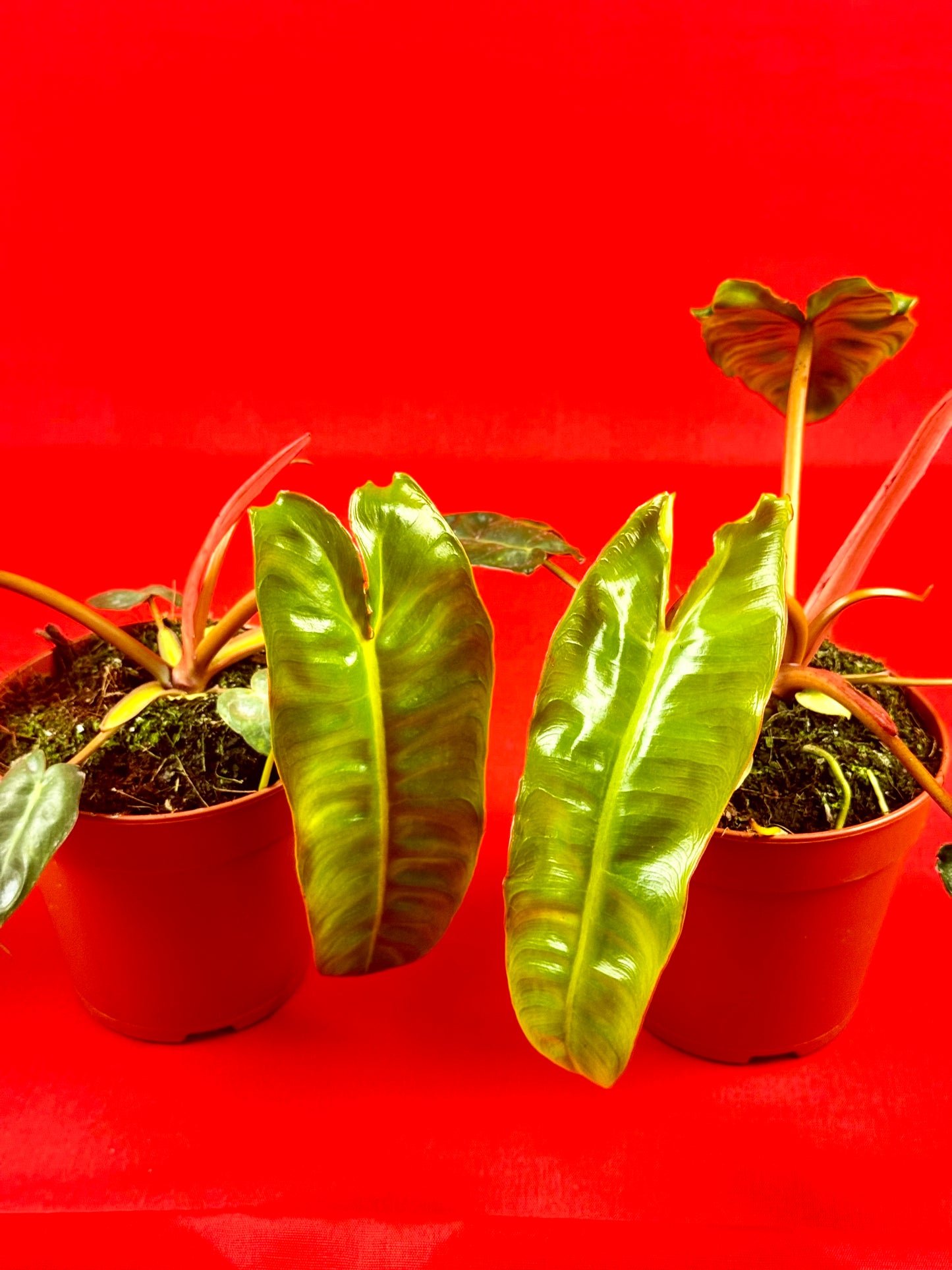 Philodendron Billietiae - LUplnts