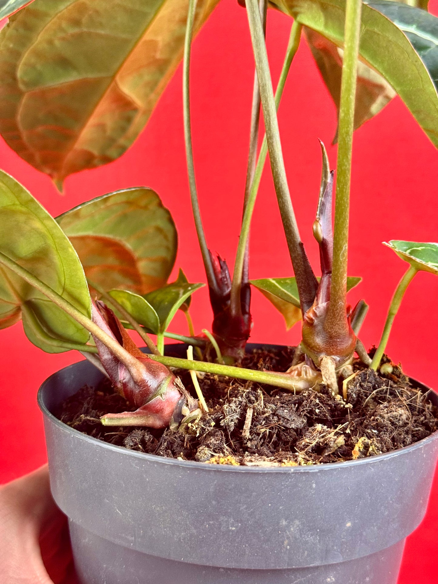 Anthurium Crystallinum XL