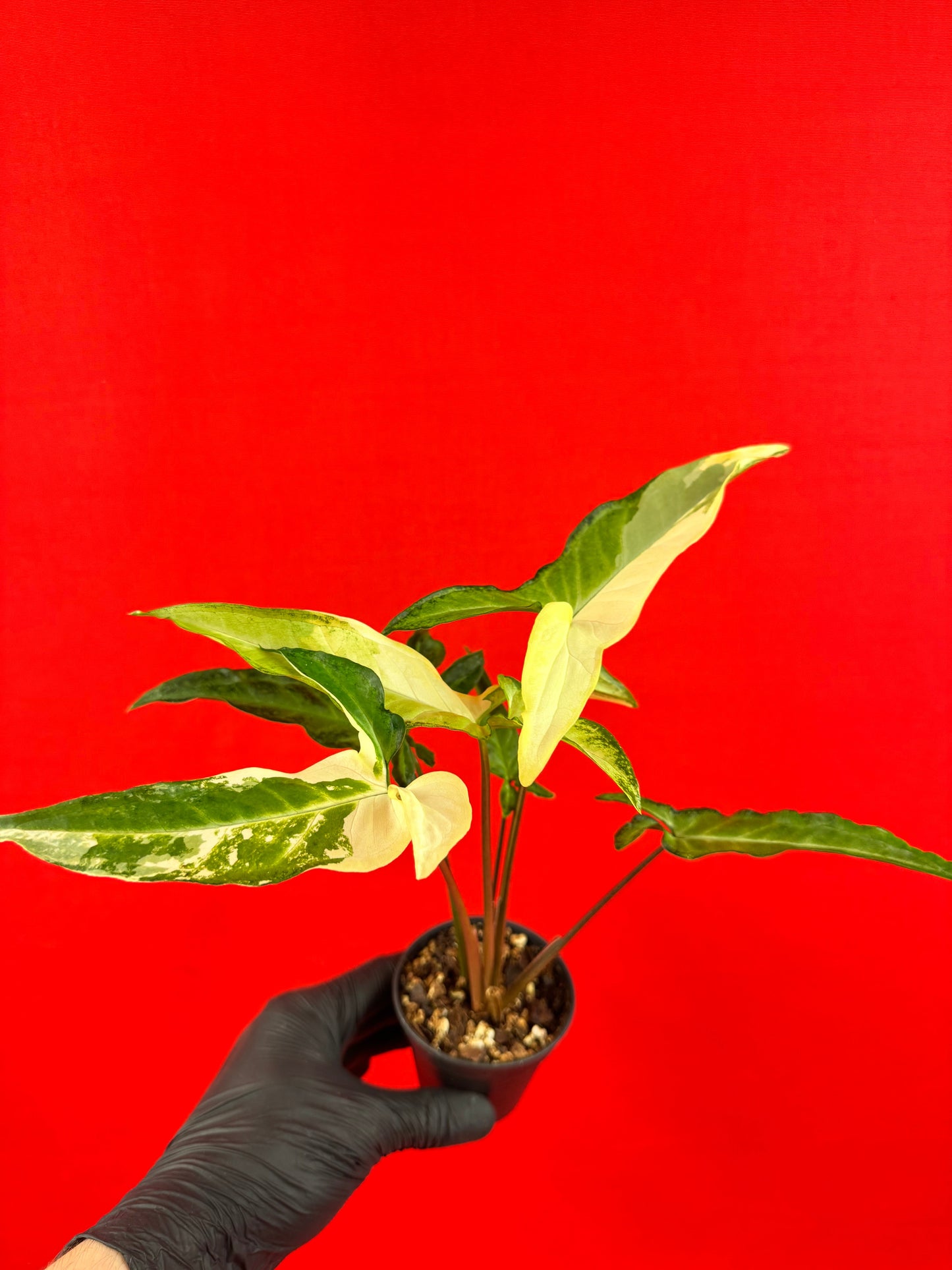 Syngonium Angustatum Variegata - LUplnts
