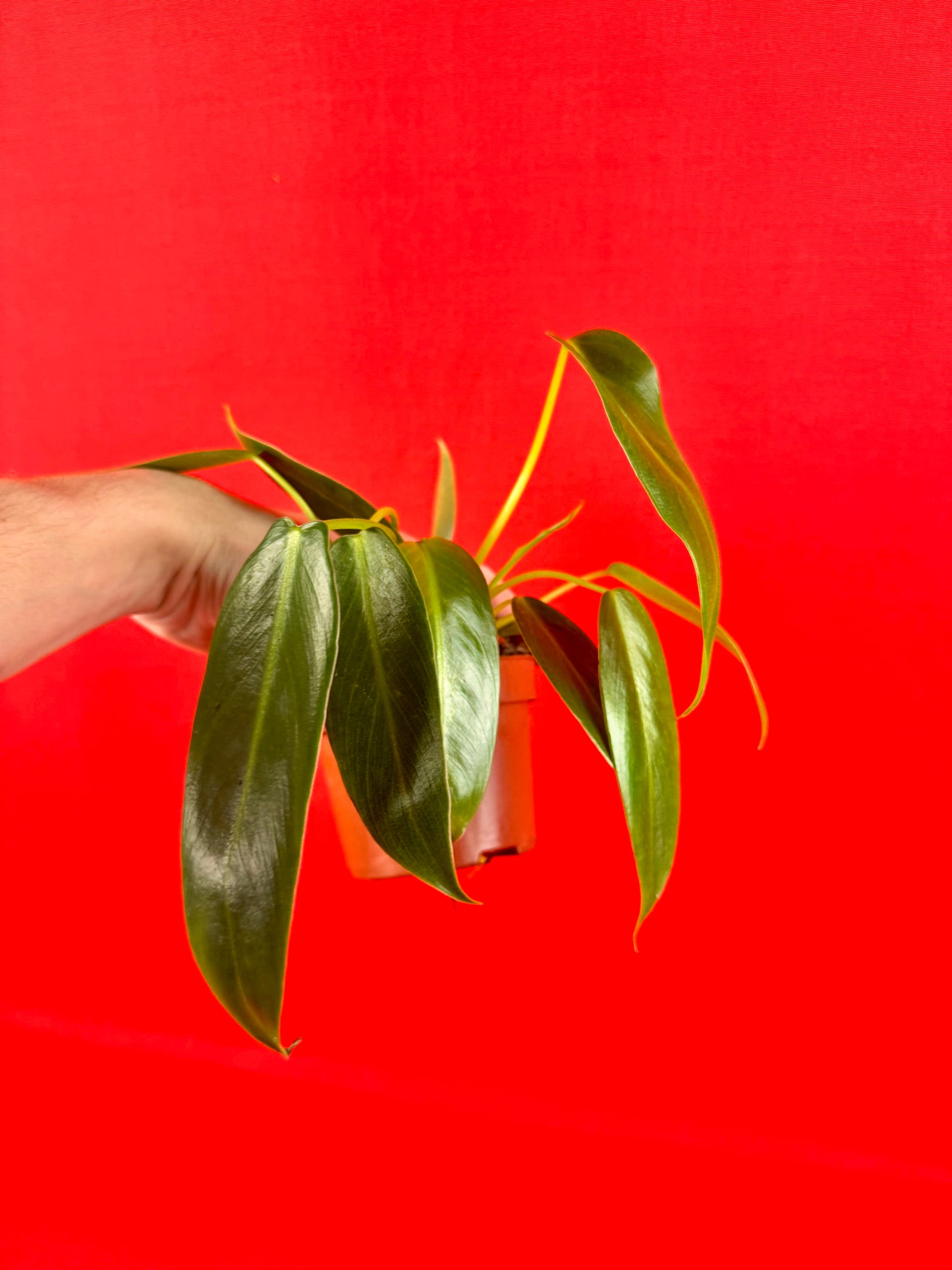 Philodendron Spiritus-Sancti - LUplnts