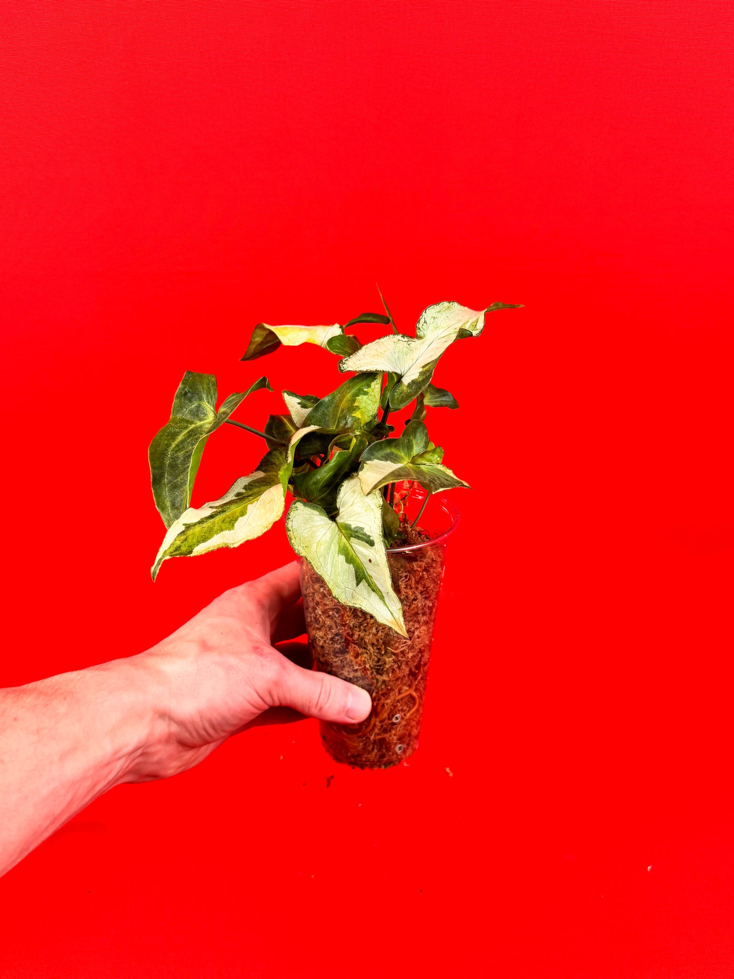 Syngonium Three Kings - LUplnts