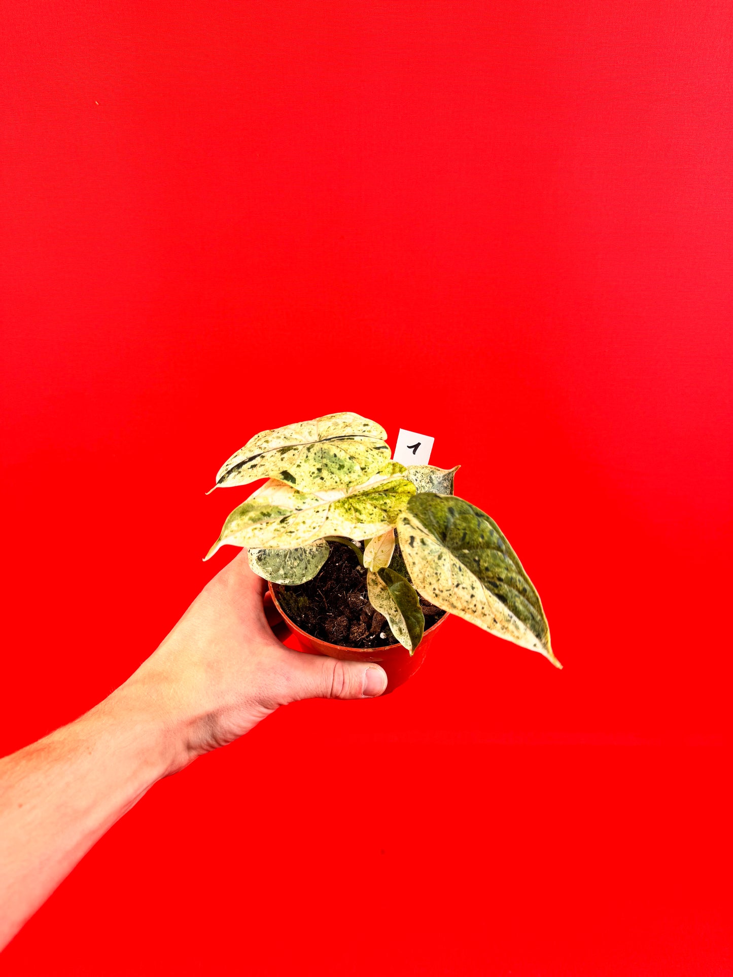 Alocasia Dragon Scale MINT