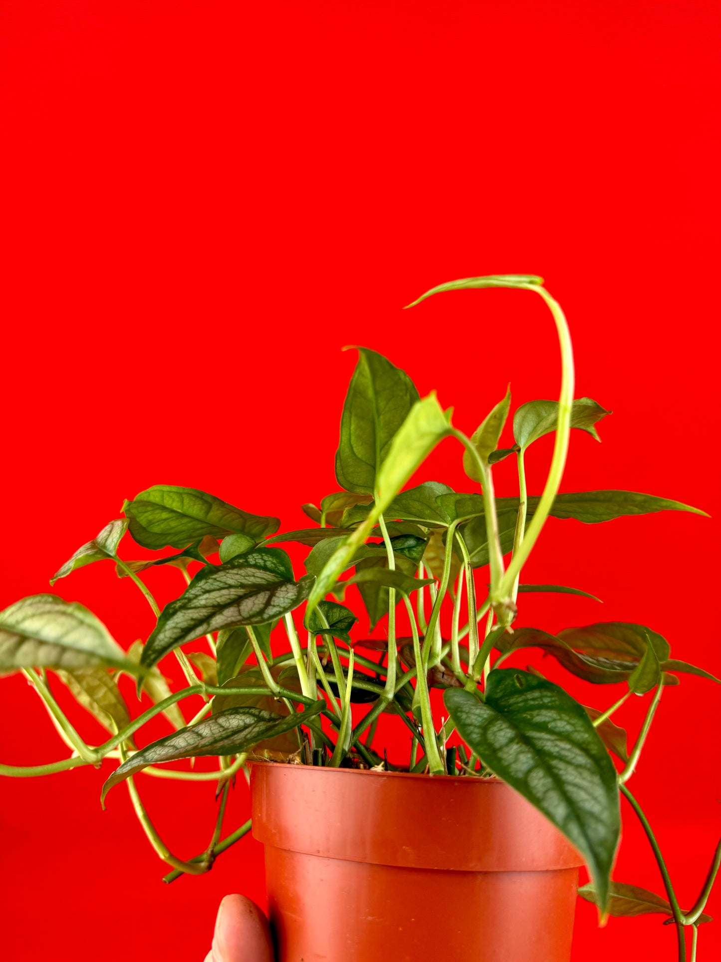 Monstera siltepecana - LUplnts