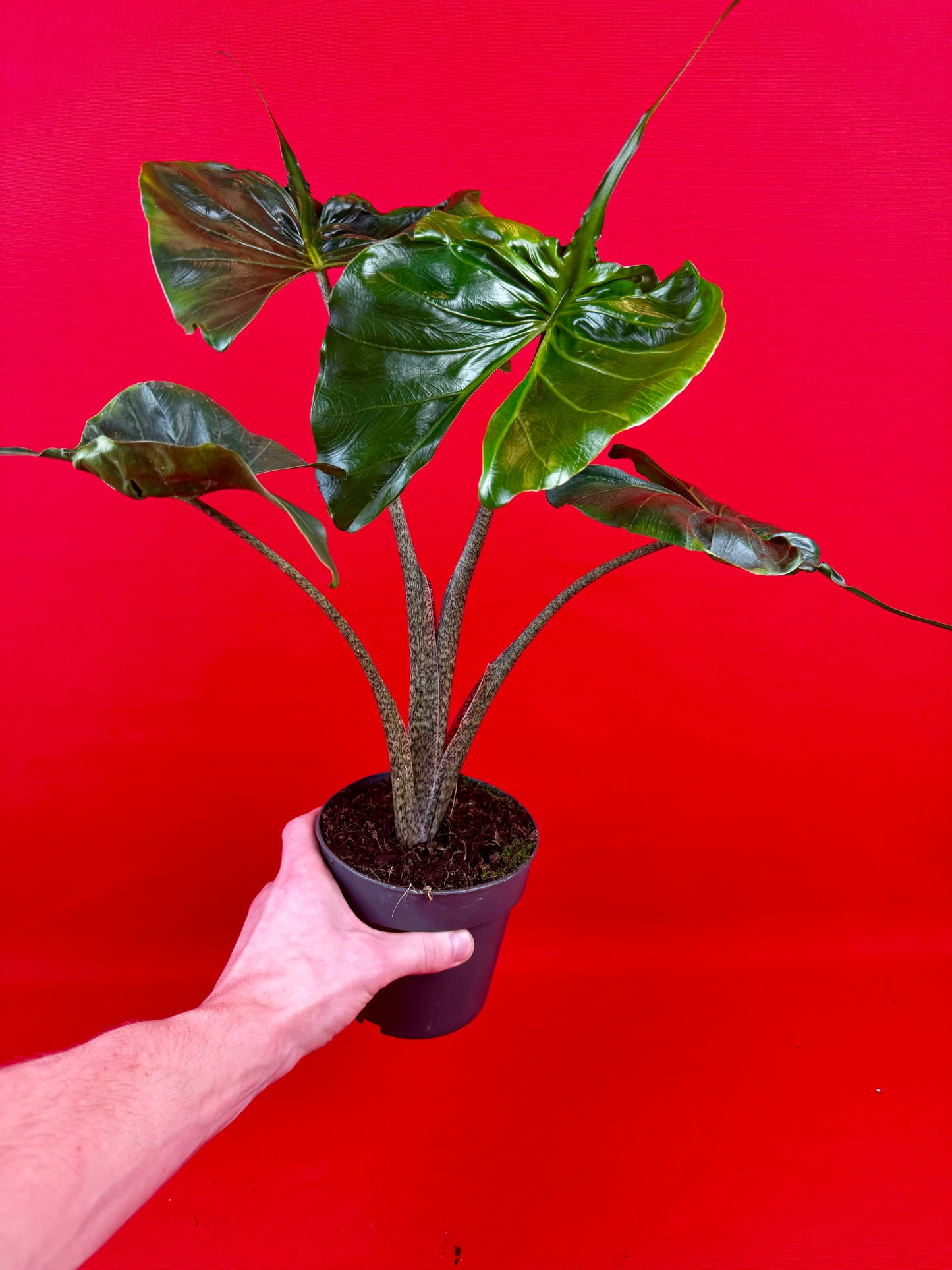 Alocasia Stingray - LUplnts