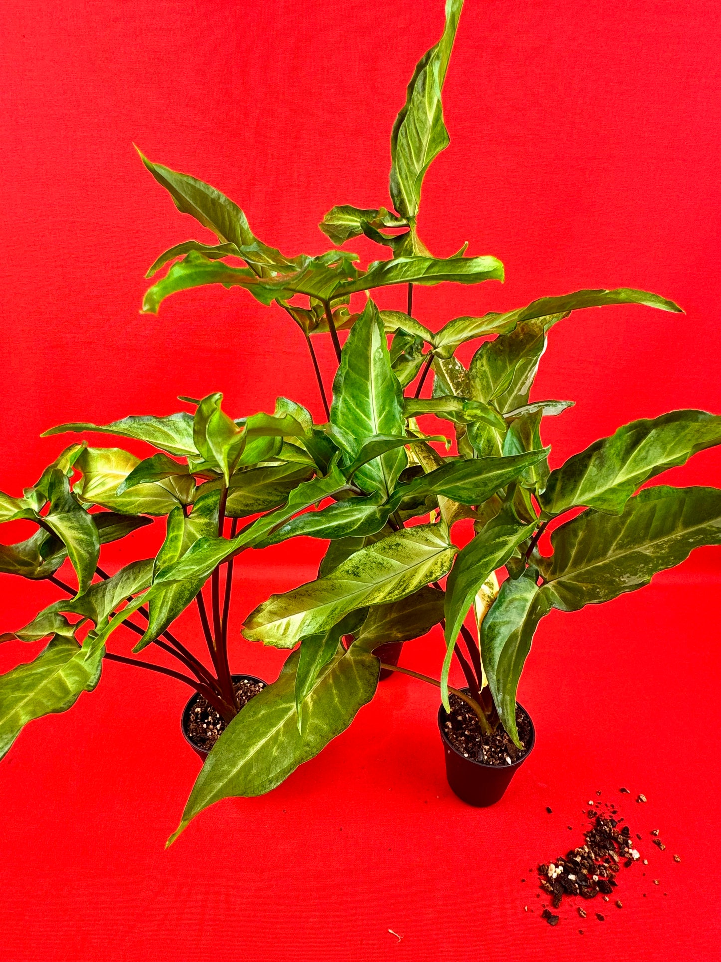 Syngonium Angustatum (reverted) - LUplnts